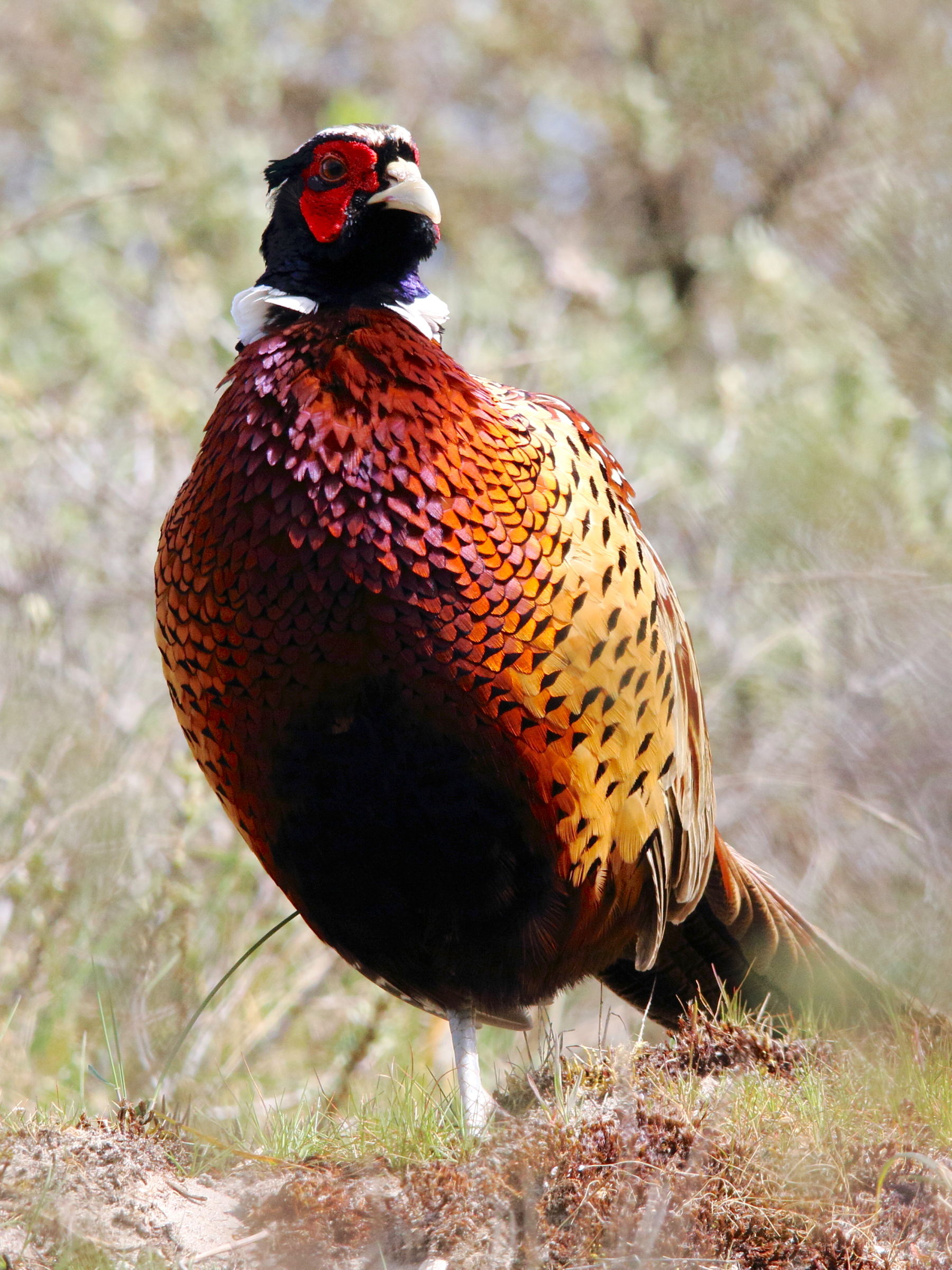 faisan_de_colchide_-_phasianus_colchicus11md