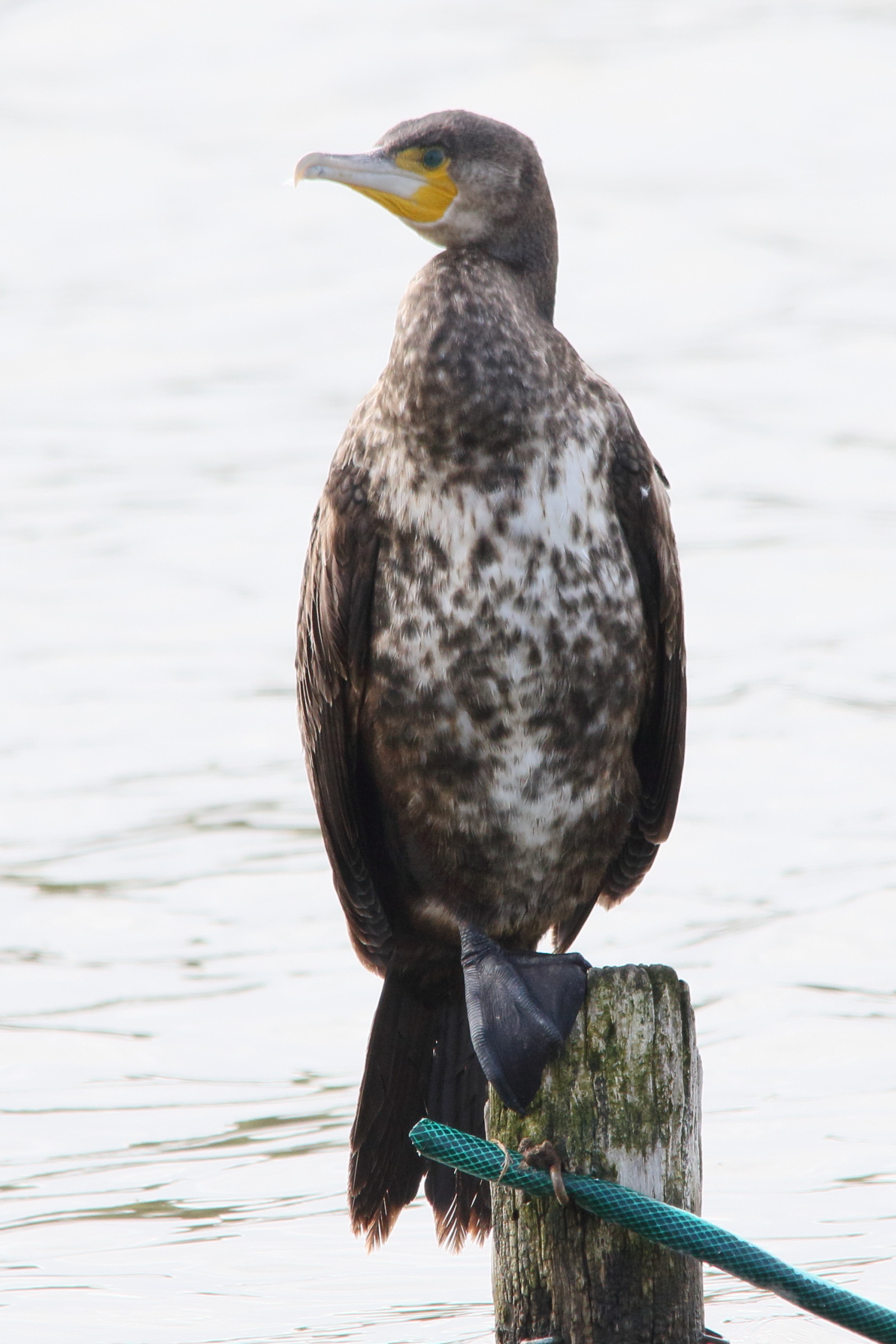 grand_cormoran_-_phalacrocorax_carbo17md