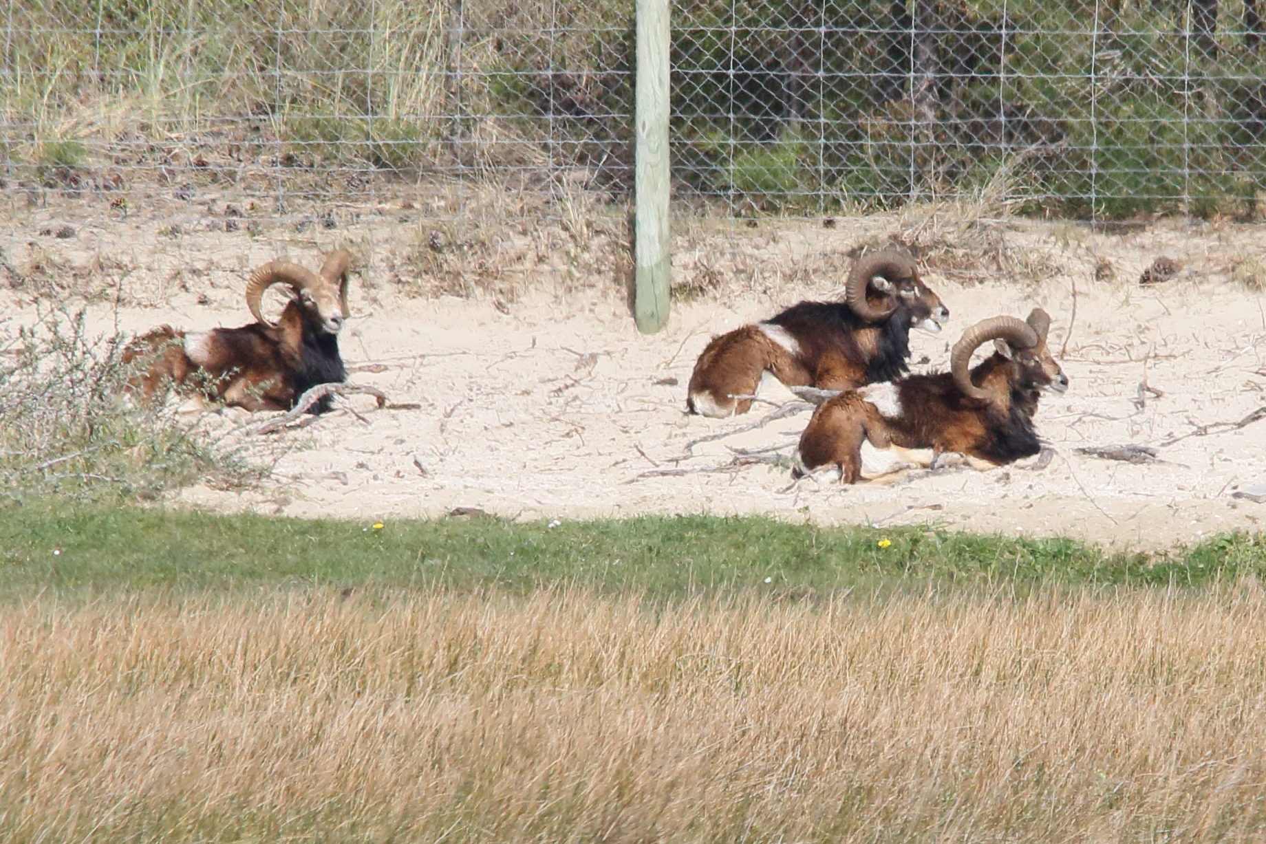 ovis_gmelinii_musimon7md