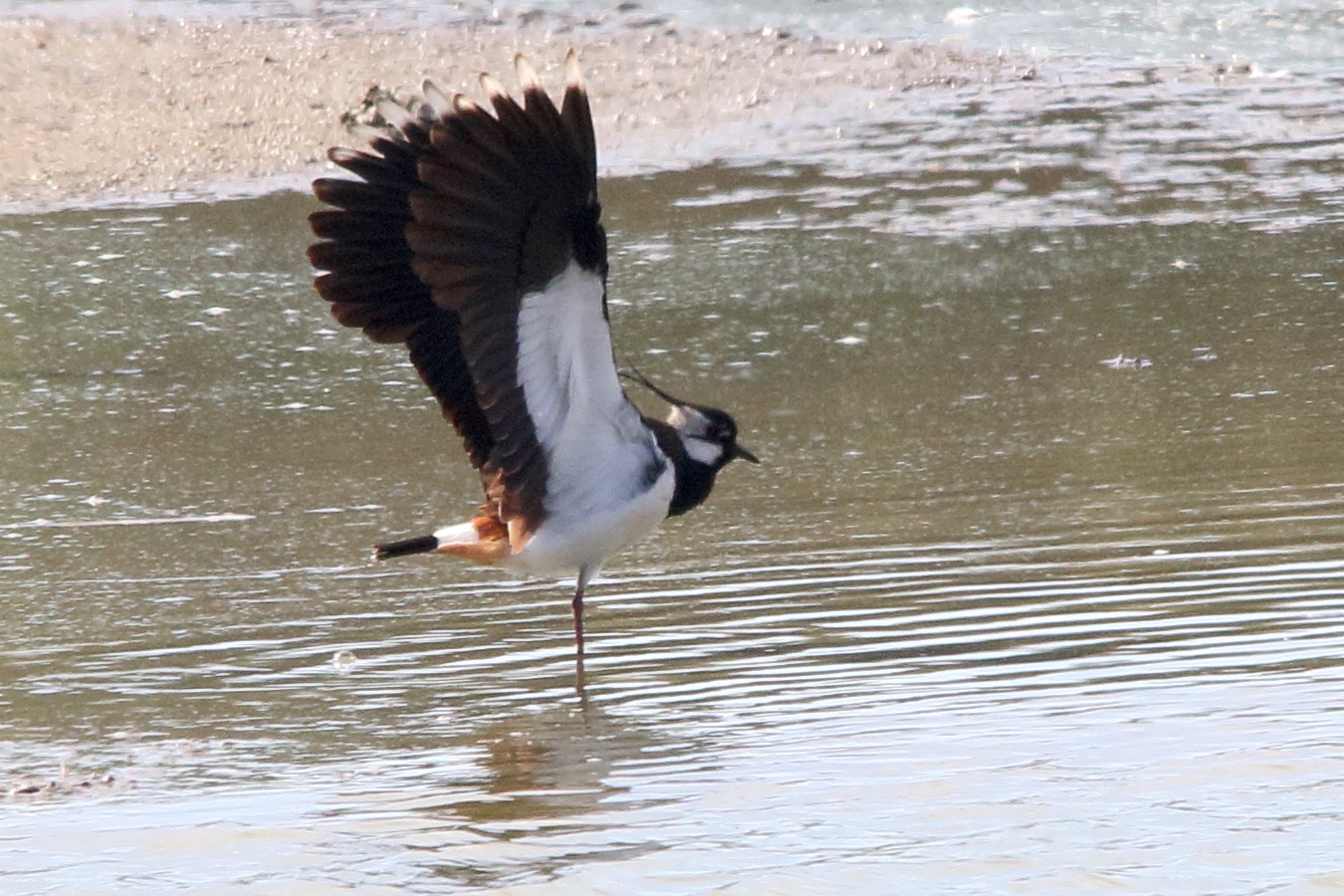 vanneau_huppe_-_vanellus_vanellus9md