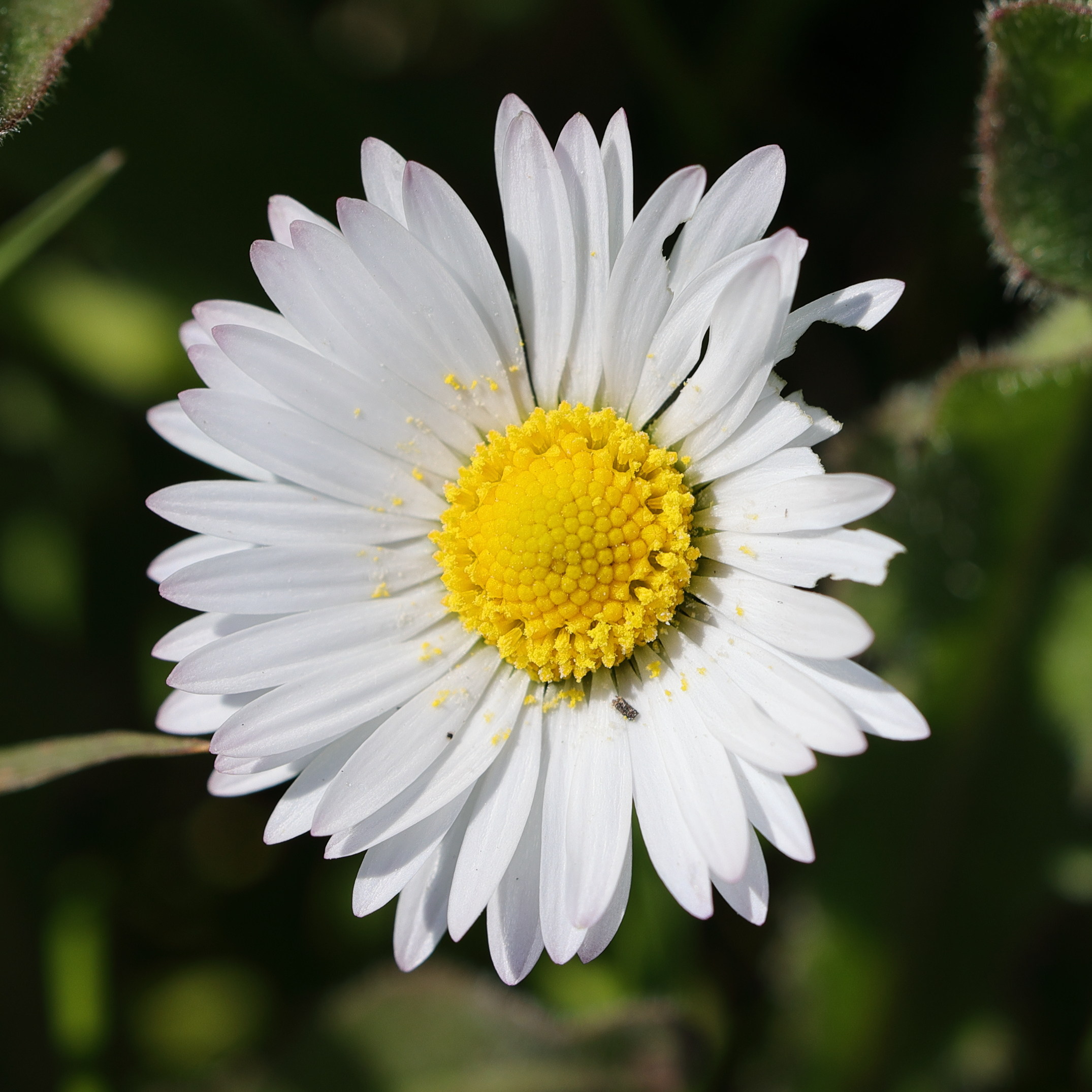 bellis_perennis4md