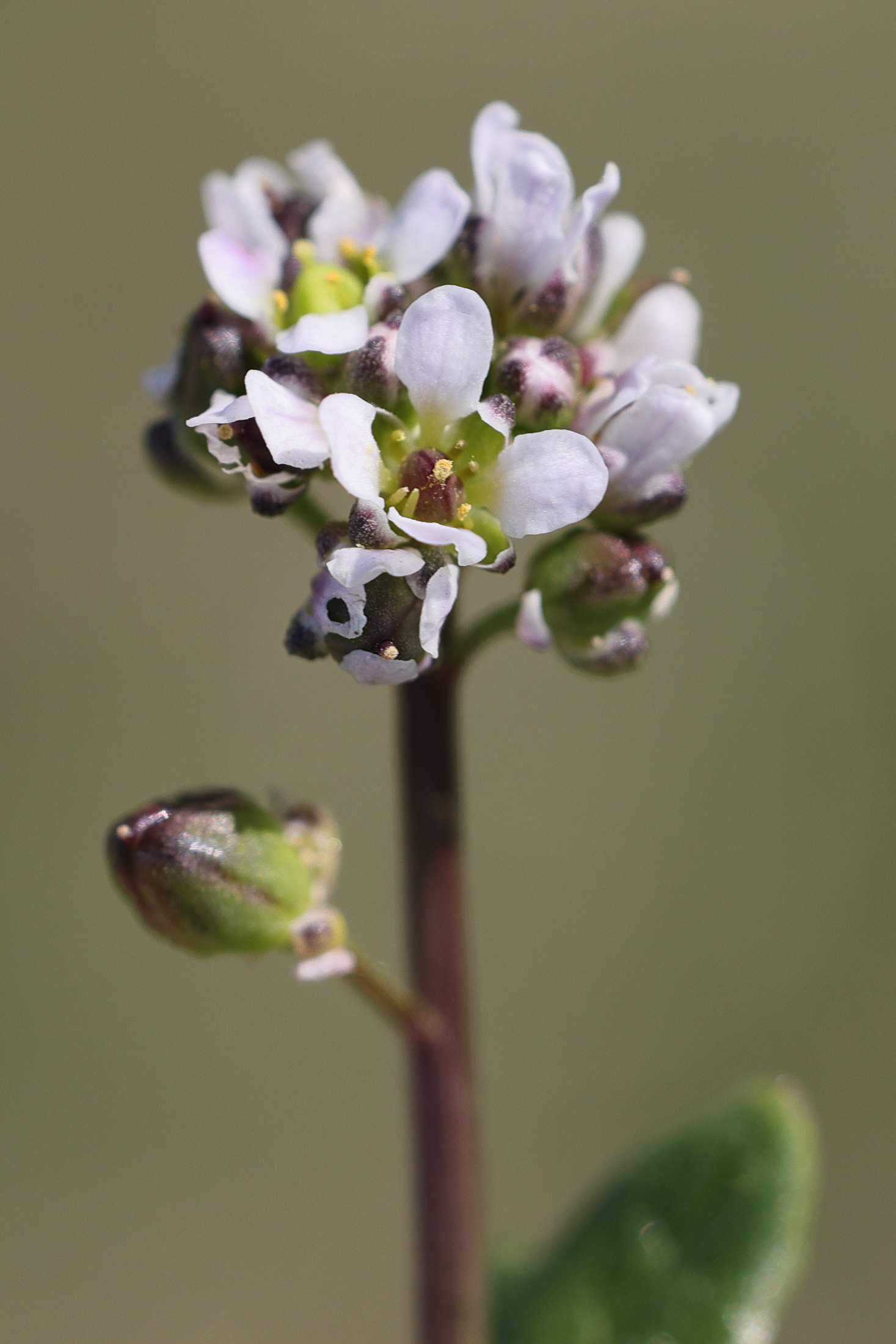 Afficher le média cochlearia_danica2md cochlearia_danica2md