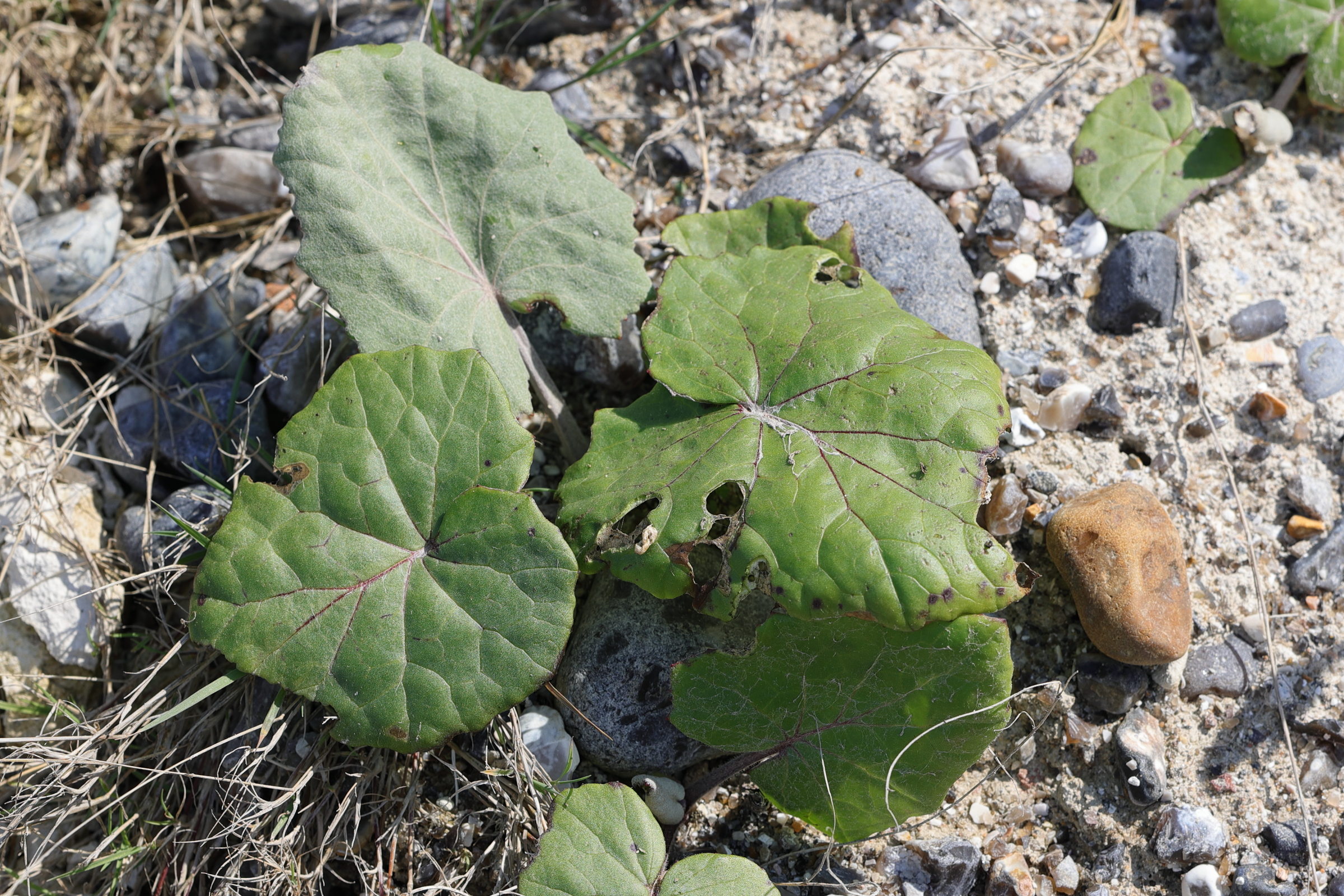 Afficher le média cochlearia_danica3md cochlearia_danica3md