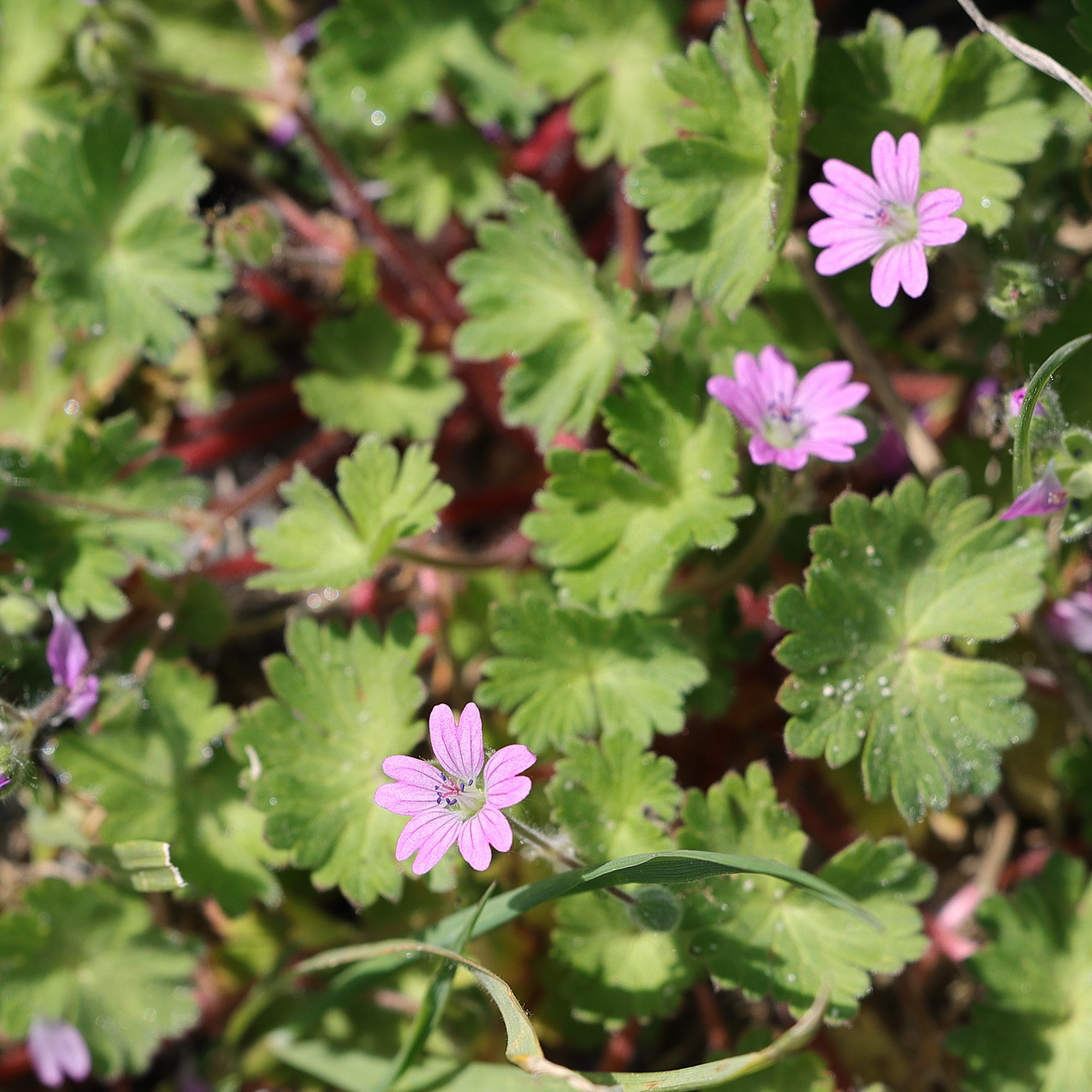 Afficher le média geranium_molle1md geranium_molle1md