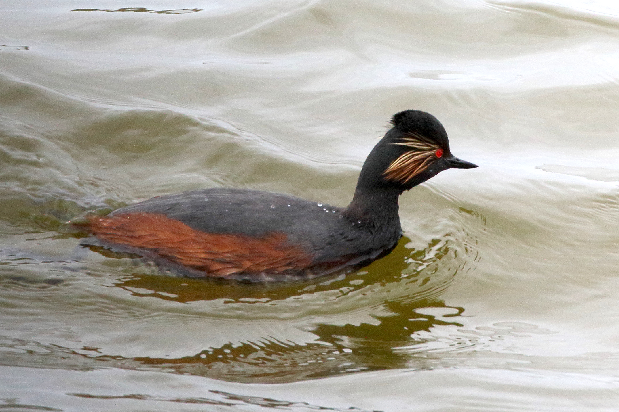 grebe_a_cou_noir_-_podiceps_nigricollis12bd