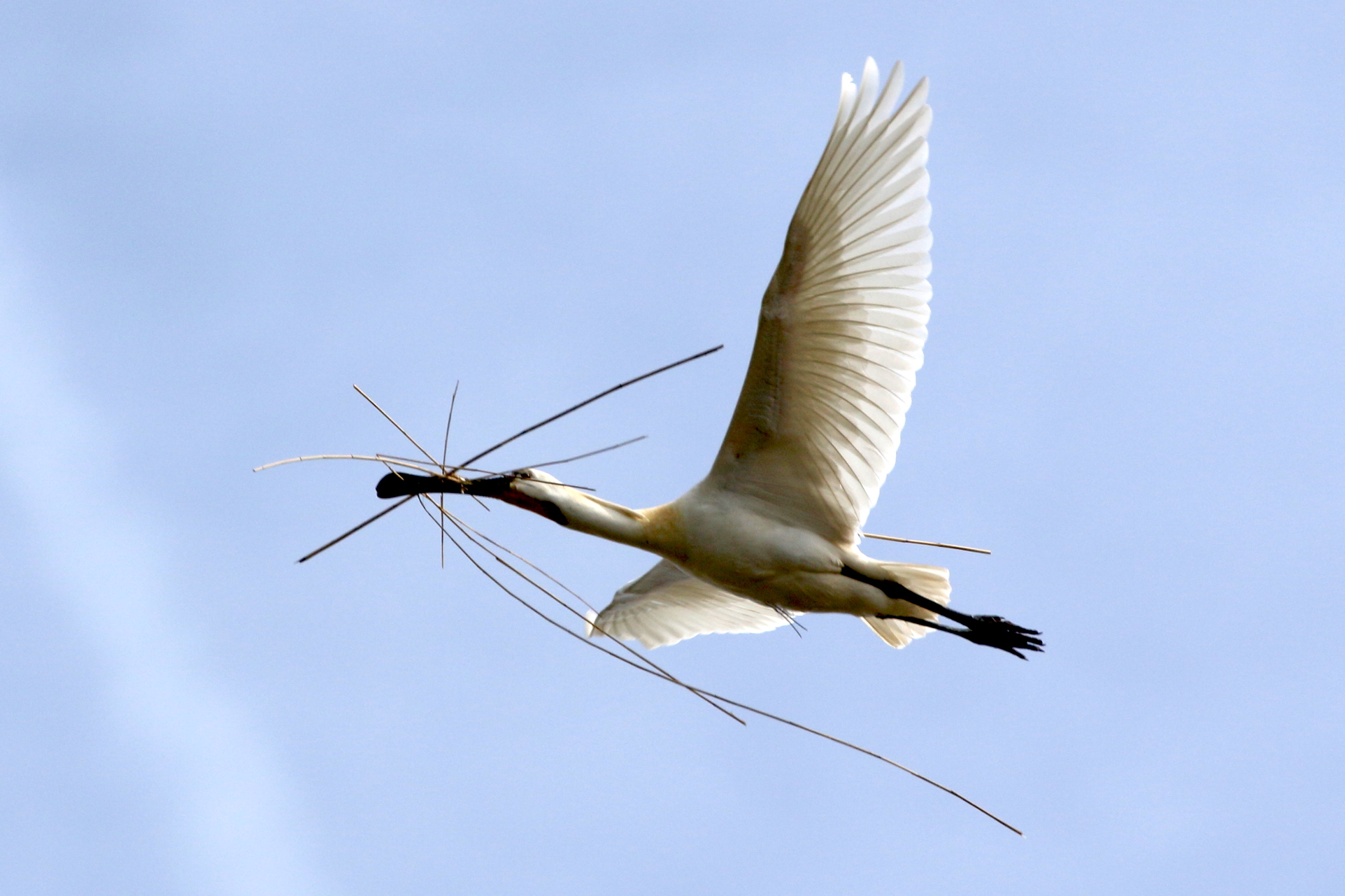 Afficher le média spatule_blanche_-_platalea_leucorodia13bd spatule_blanche_-_platalea_leucorodia13bd