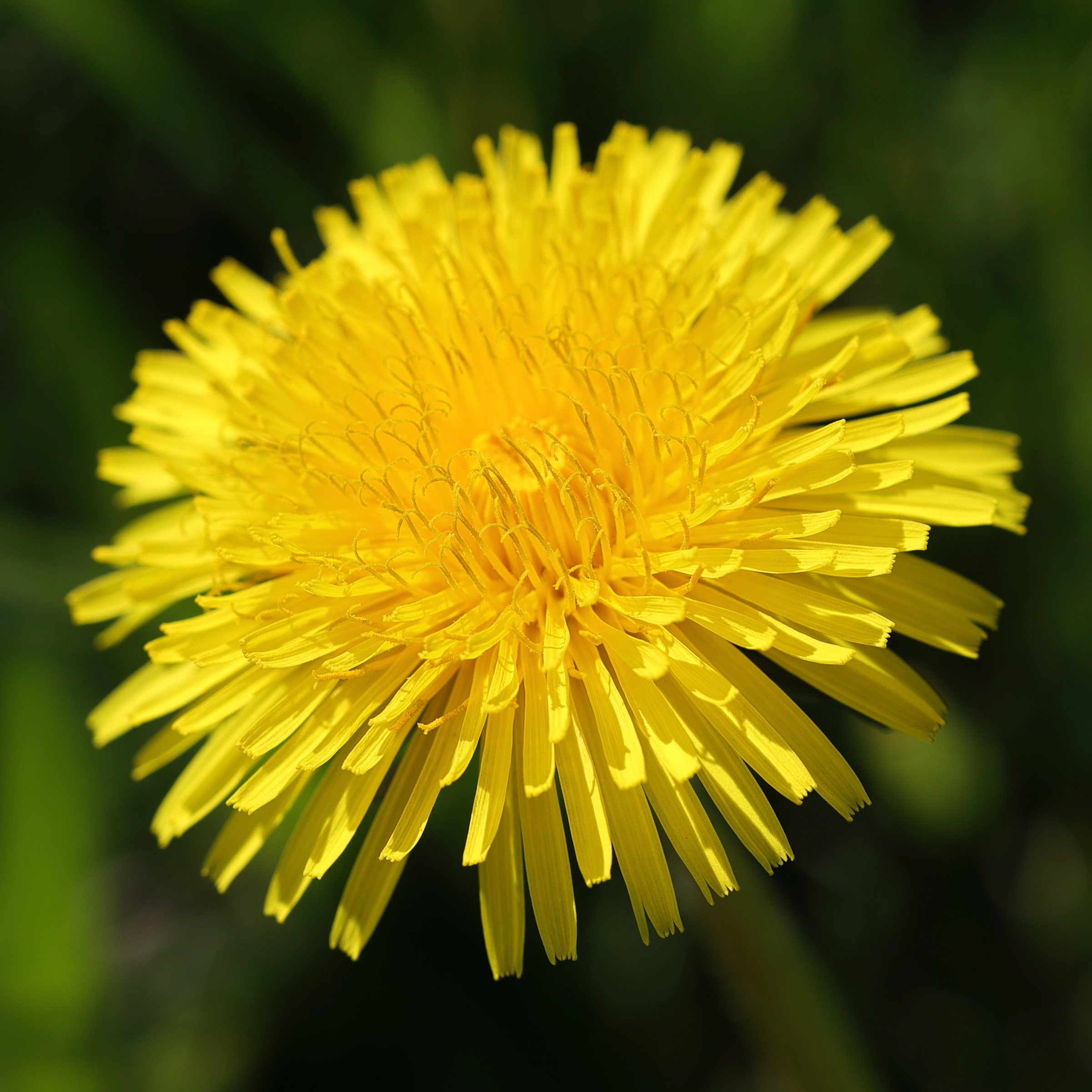 taraxacum_dens-leonis5md