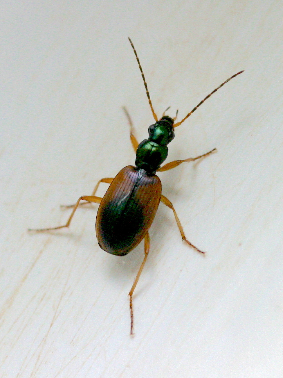 anchomenus_dorsalis1md