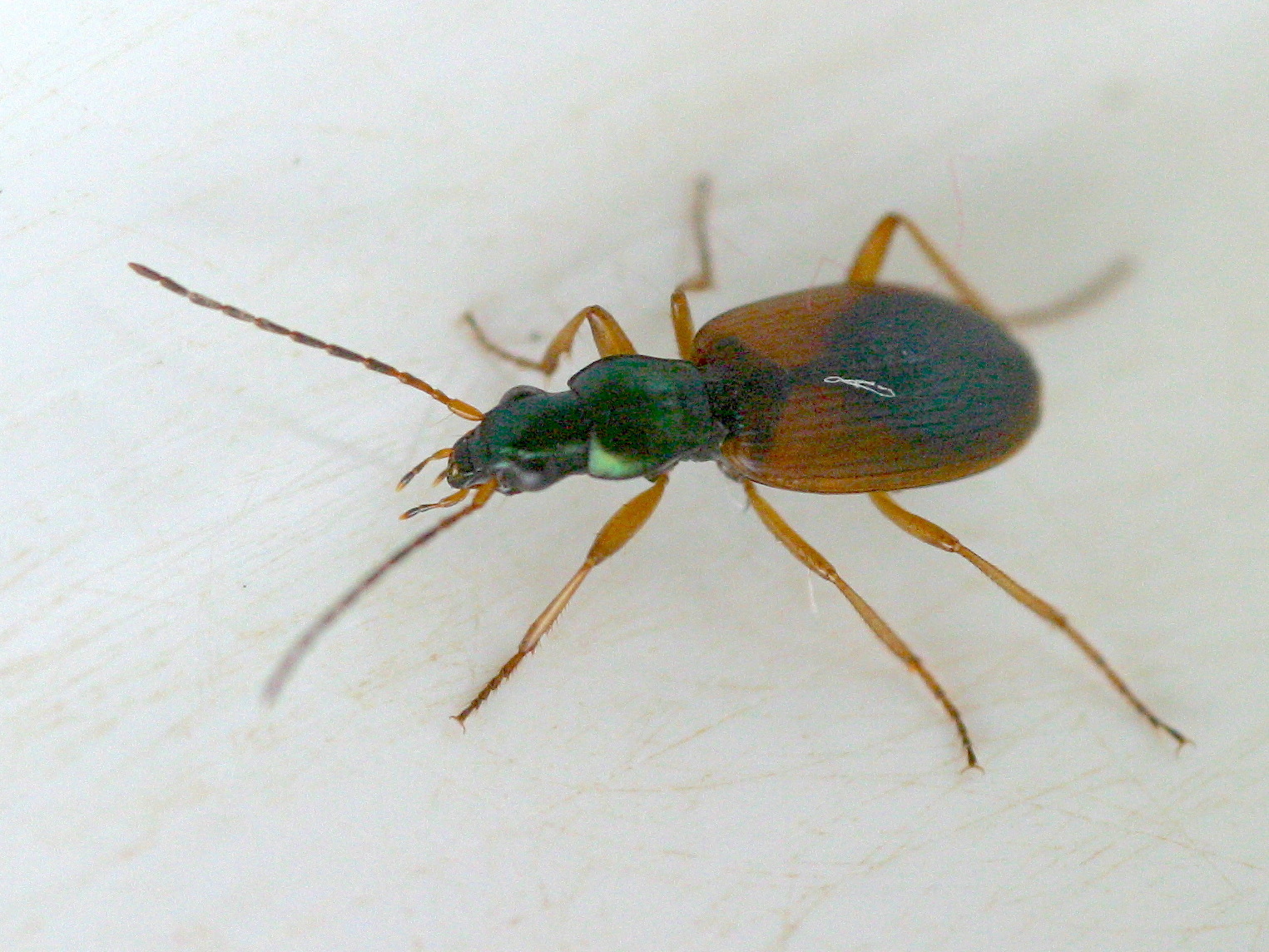 anchomenus_dorsalis2md