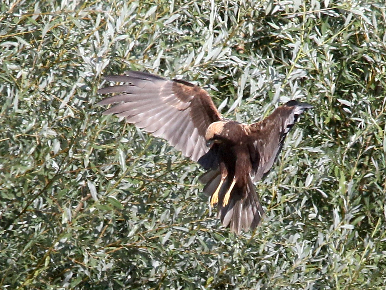 busard_des_roseaux_-_circus_aeruginosus11md