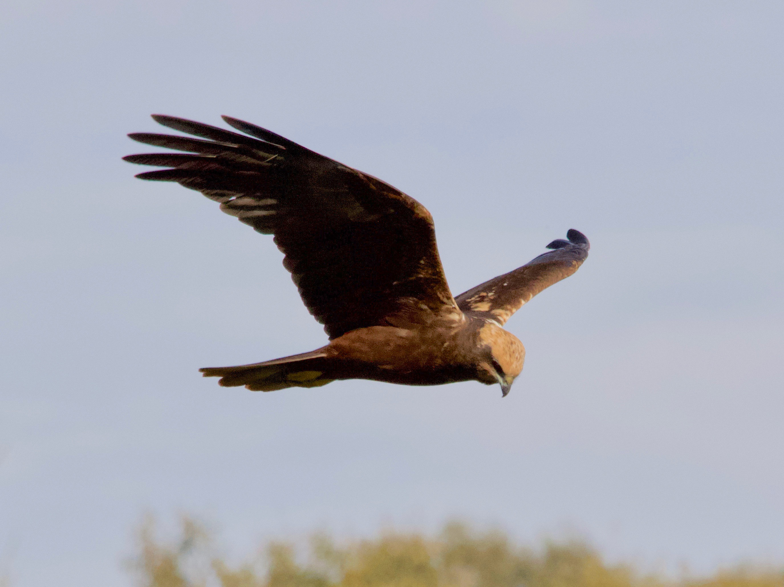 busard_des_roseaux_-_circus_aeruginosus12md