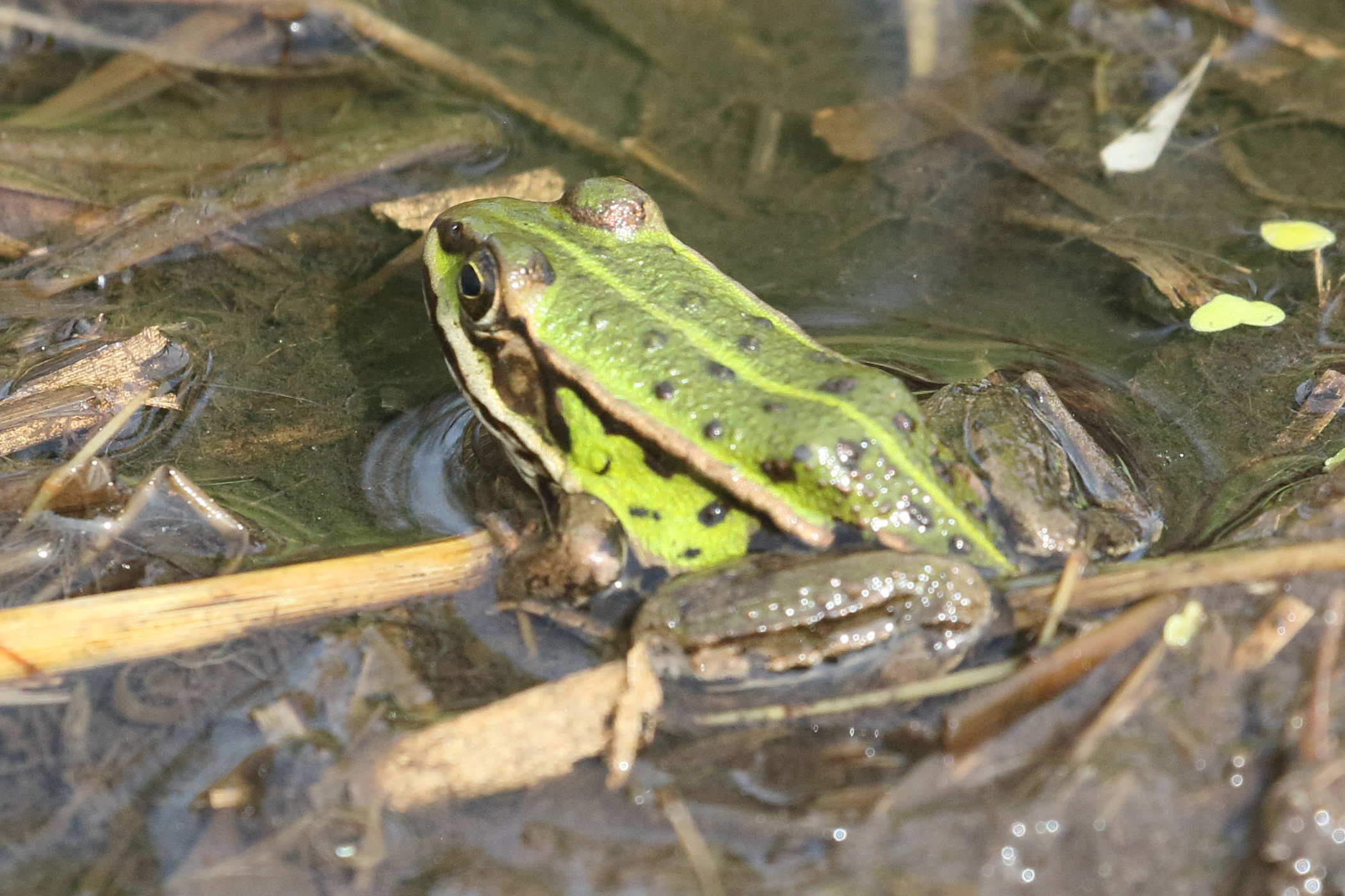 pelophylax_lessonae2bd