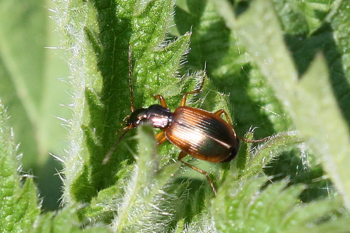 anchomenus_dorsalis3bd