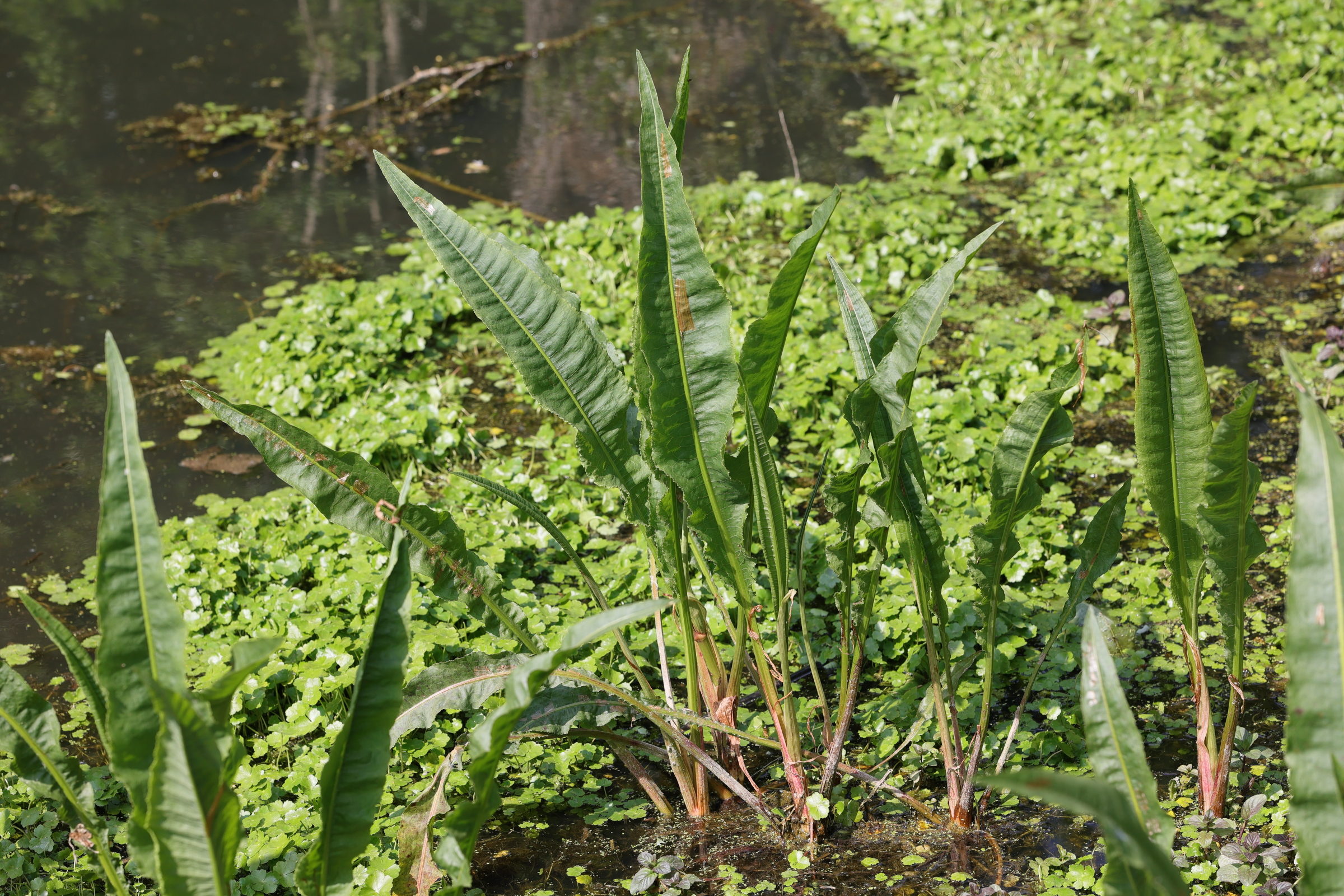 Afficher le média rumex_hydrolapathum1md rumex_hydrolapathum1md