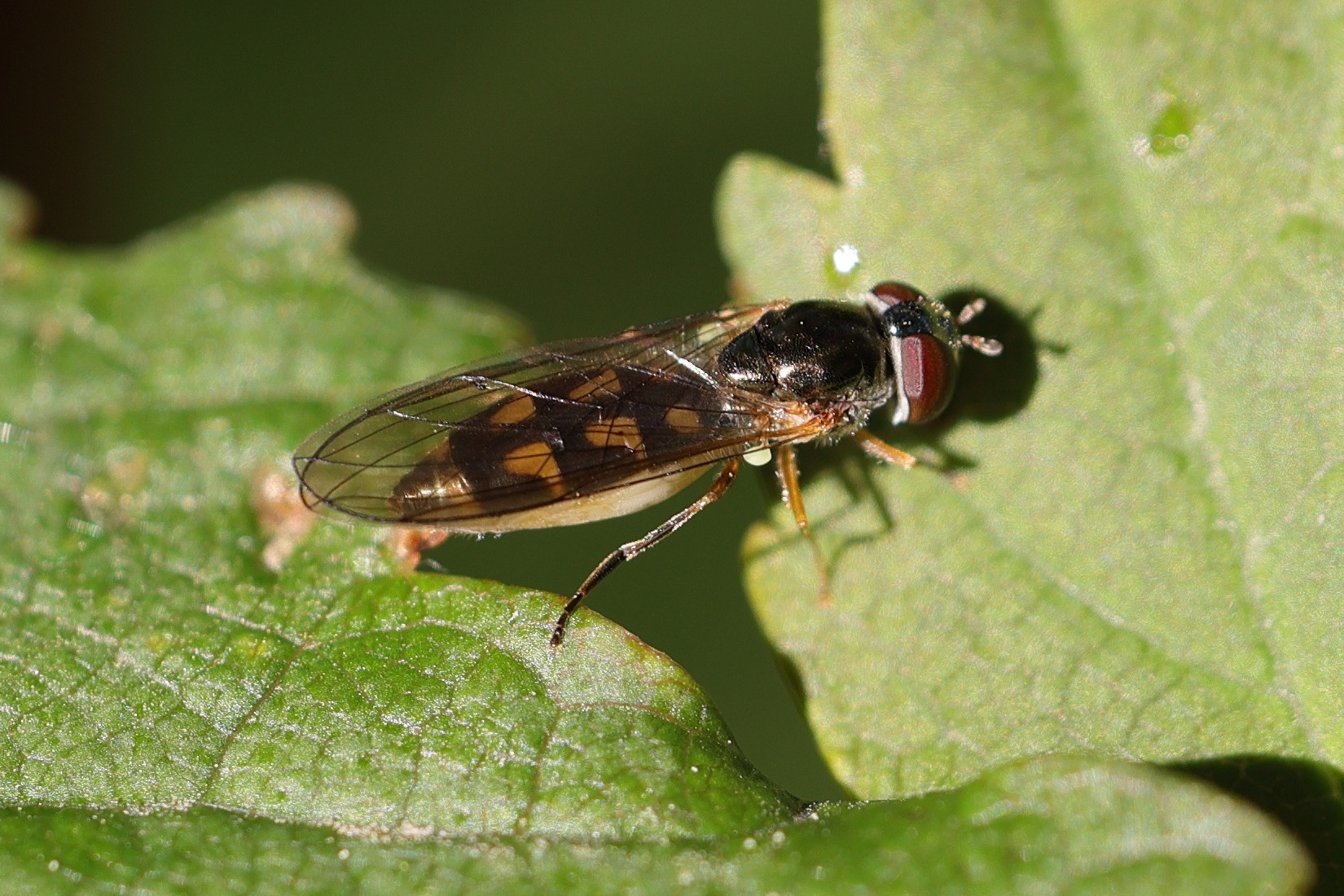 melanostoma_scalare3md