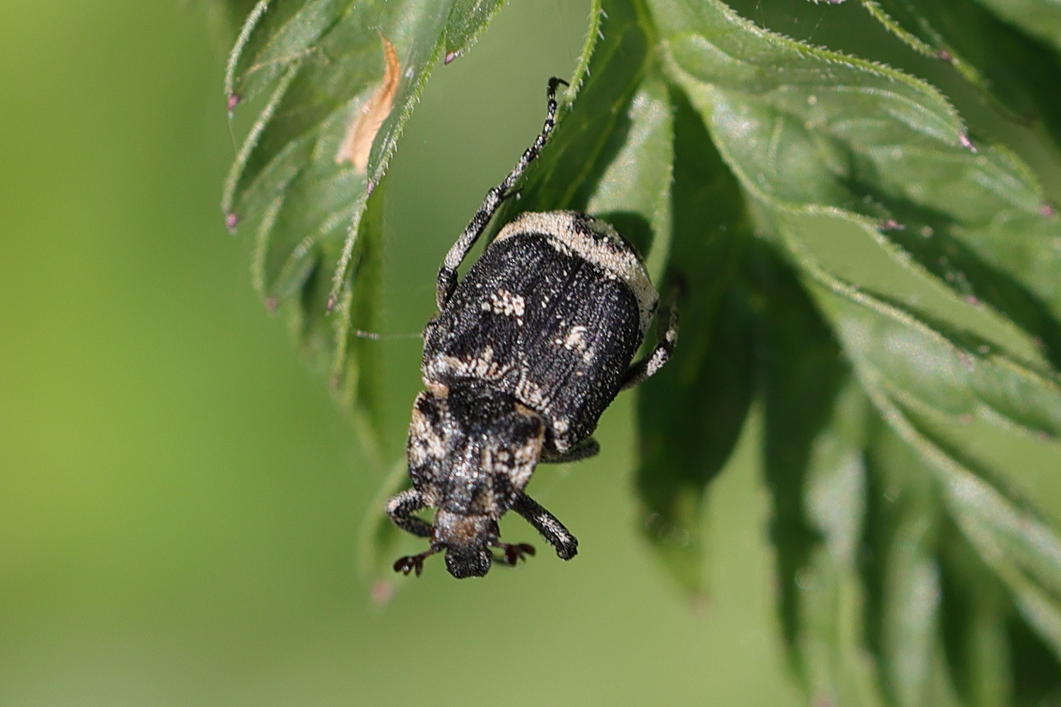 valgus_hemipterus5md