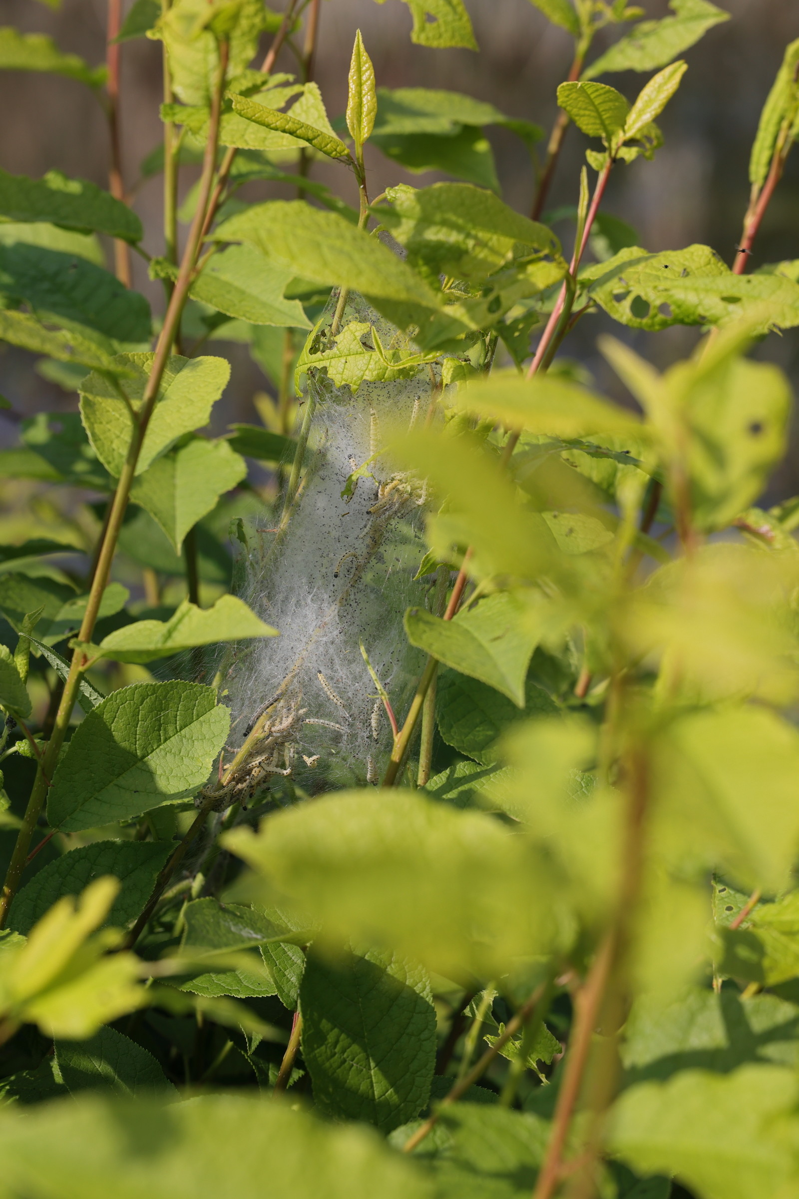 yponomeuta_evonymella_ch1md