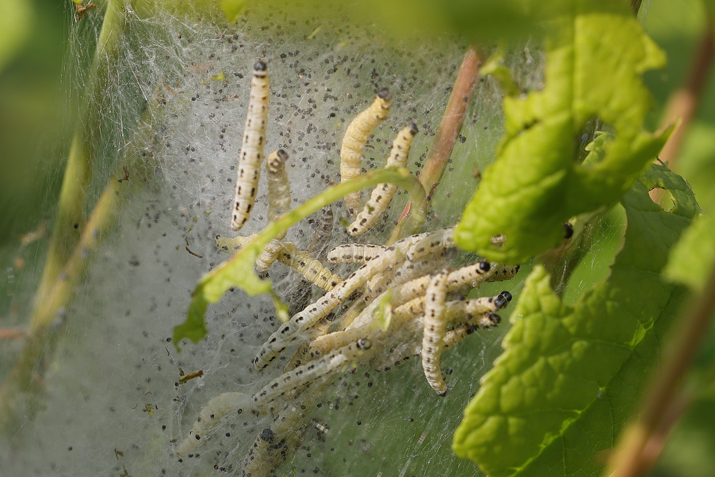 yponomeuta_evonymella_ch2md