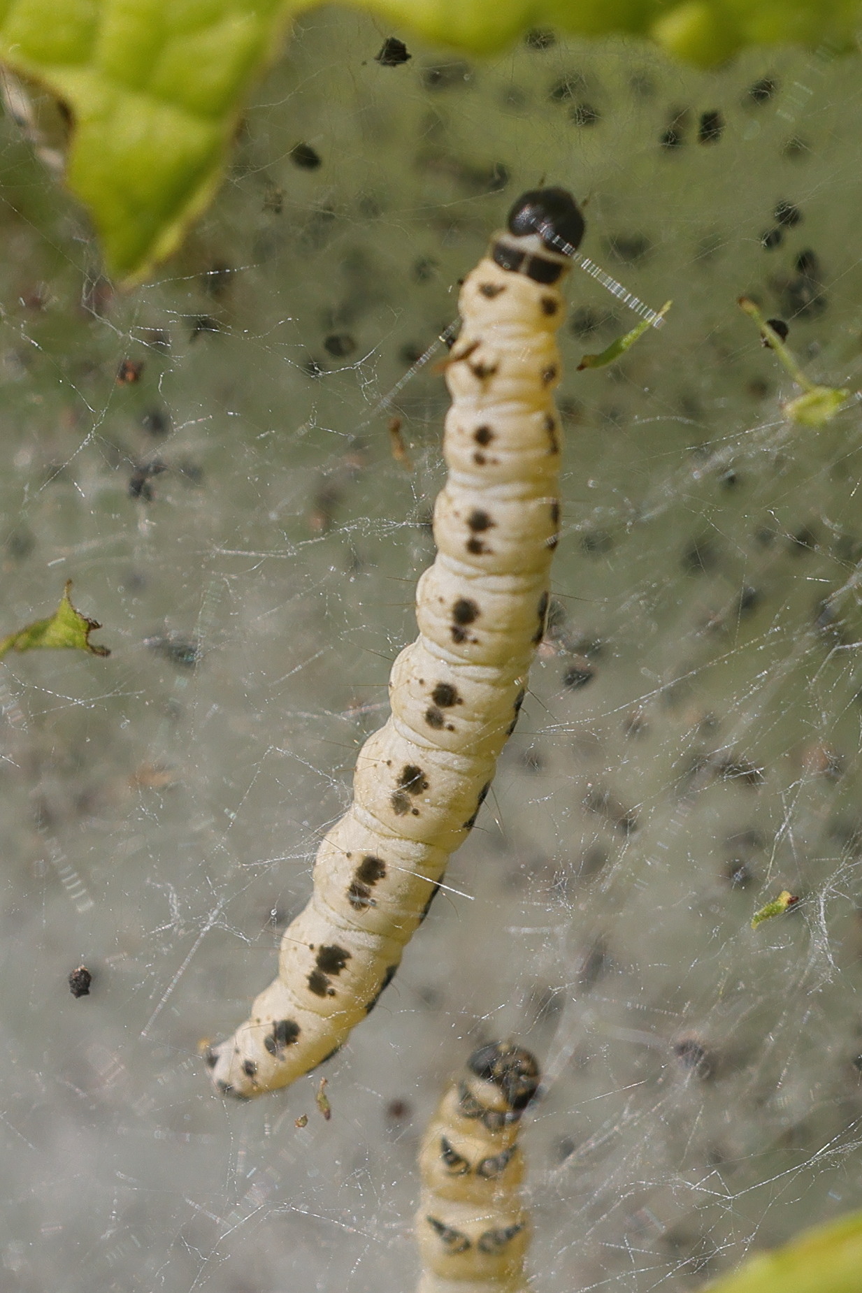yponomeuta_evonymella_ch3md