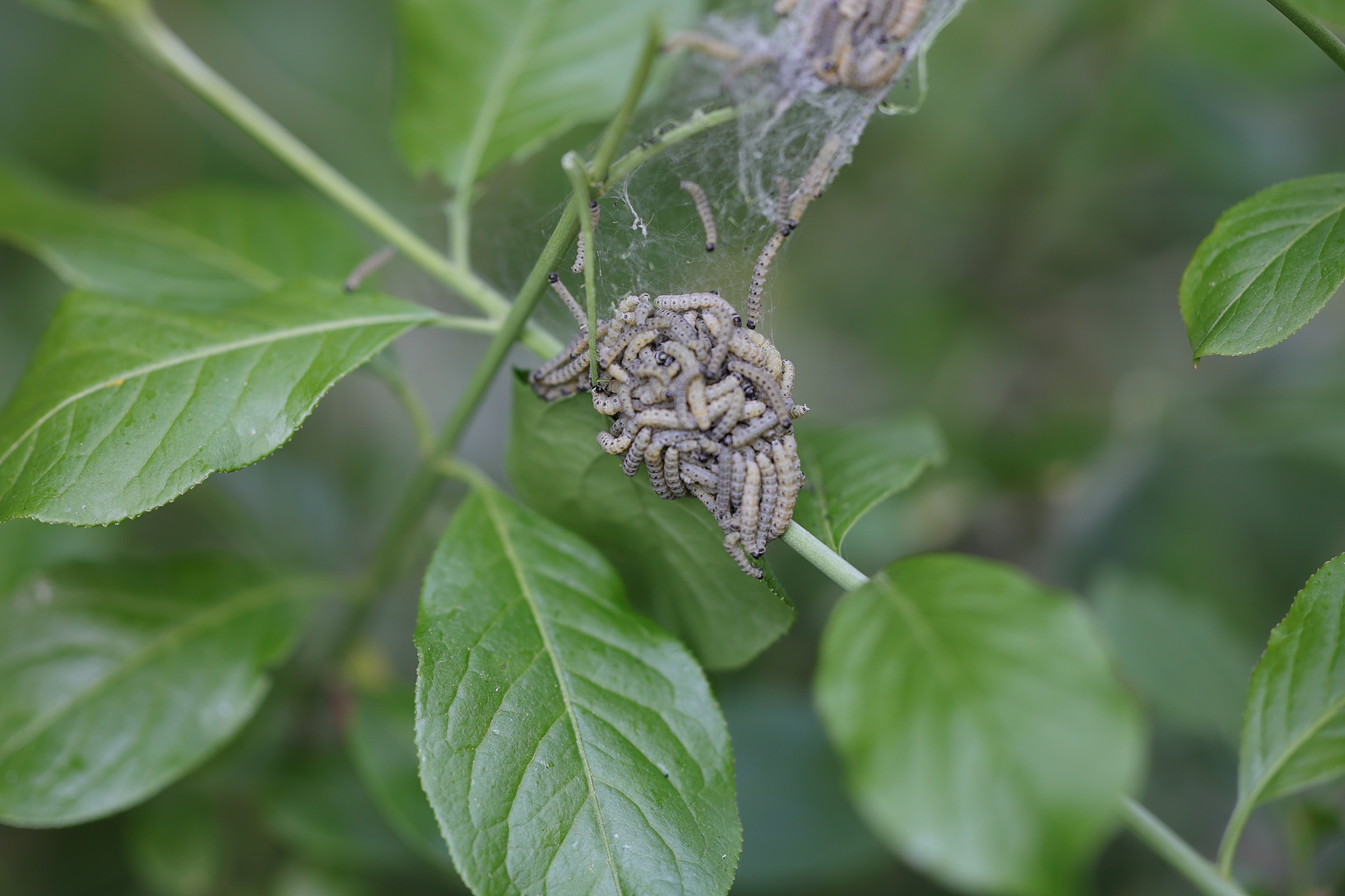 yponomeuta_plumbella_ch1md