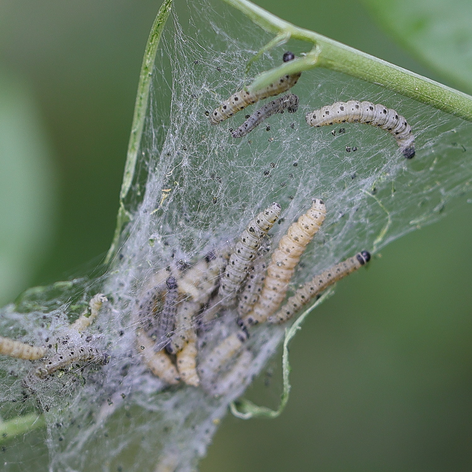 yponomeuta_plumbella_ch2md