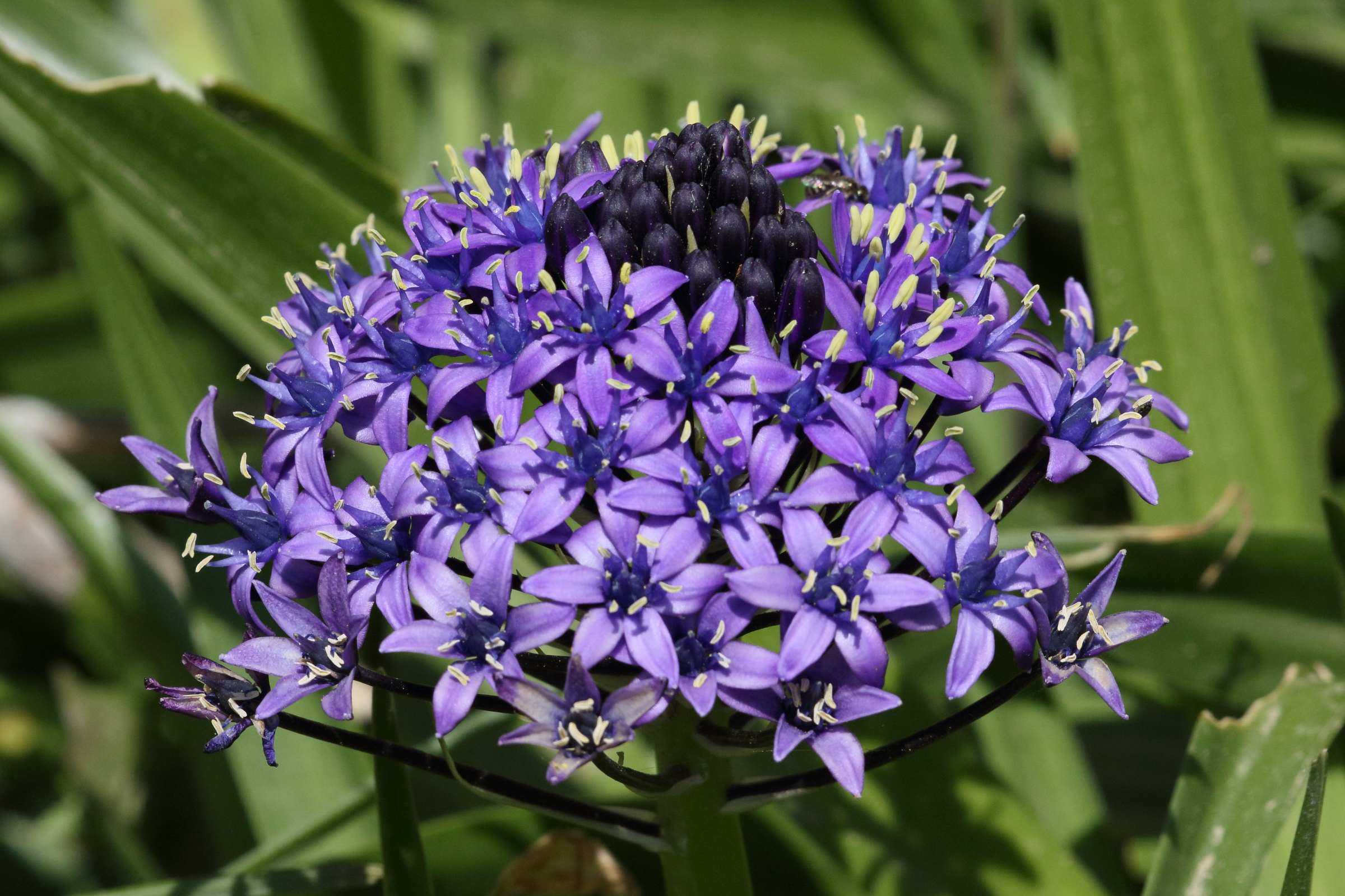 oncostema_peruviana2md