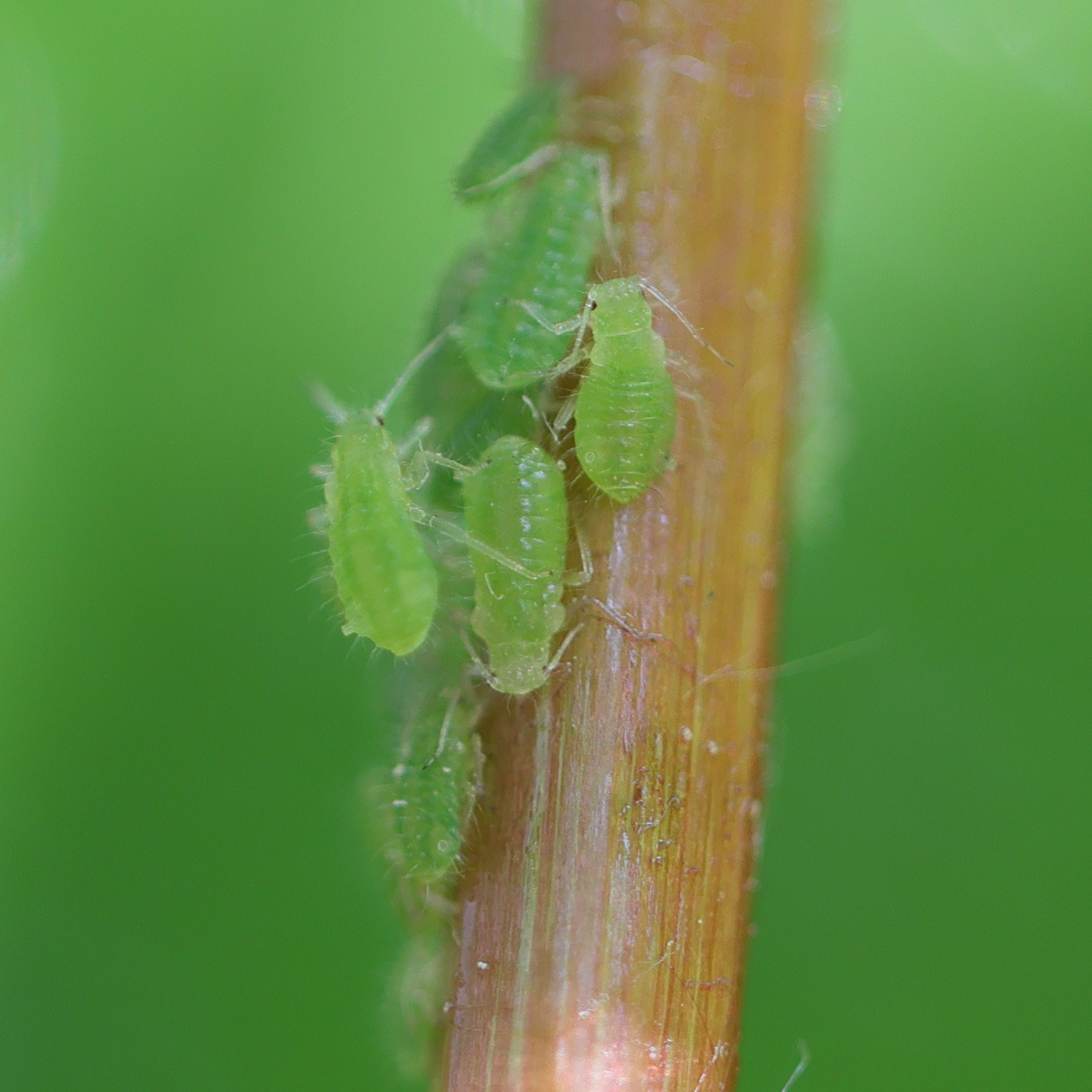 periphyllus_hirticornis1md