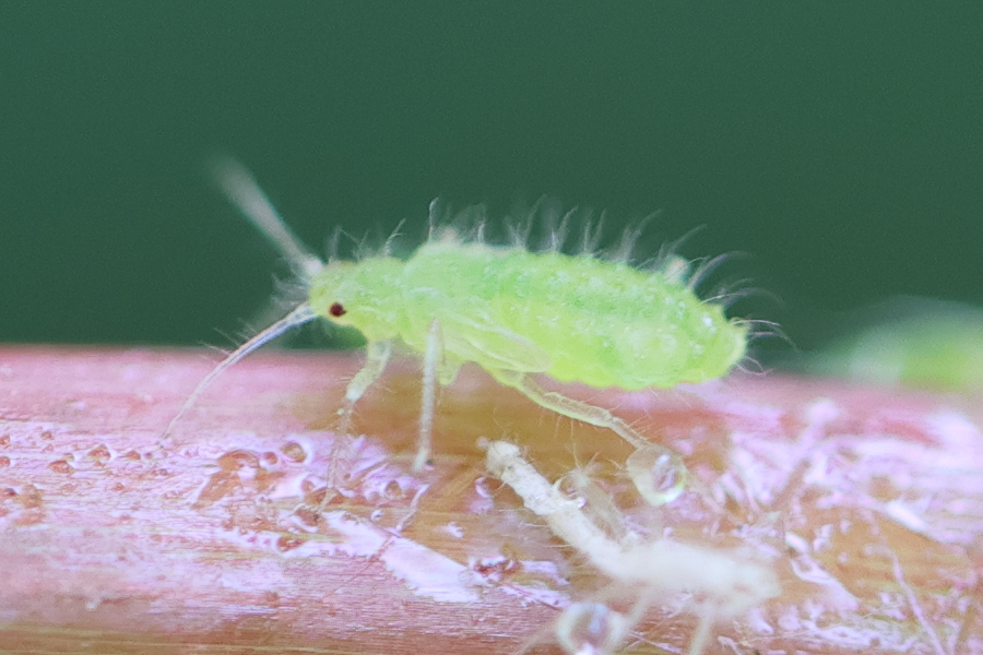 periphyllus_hirticornis2md