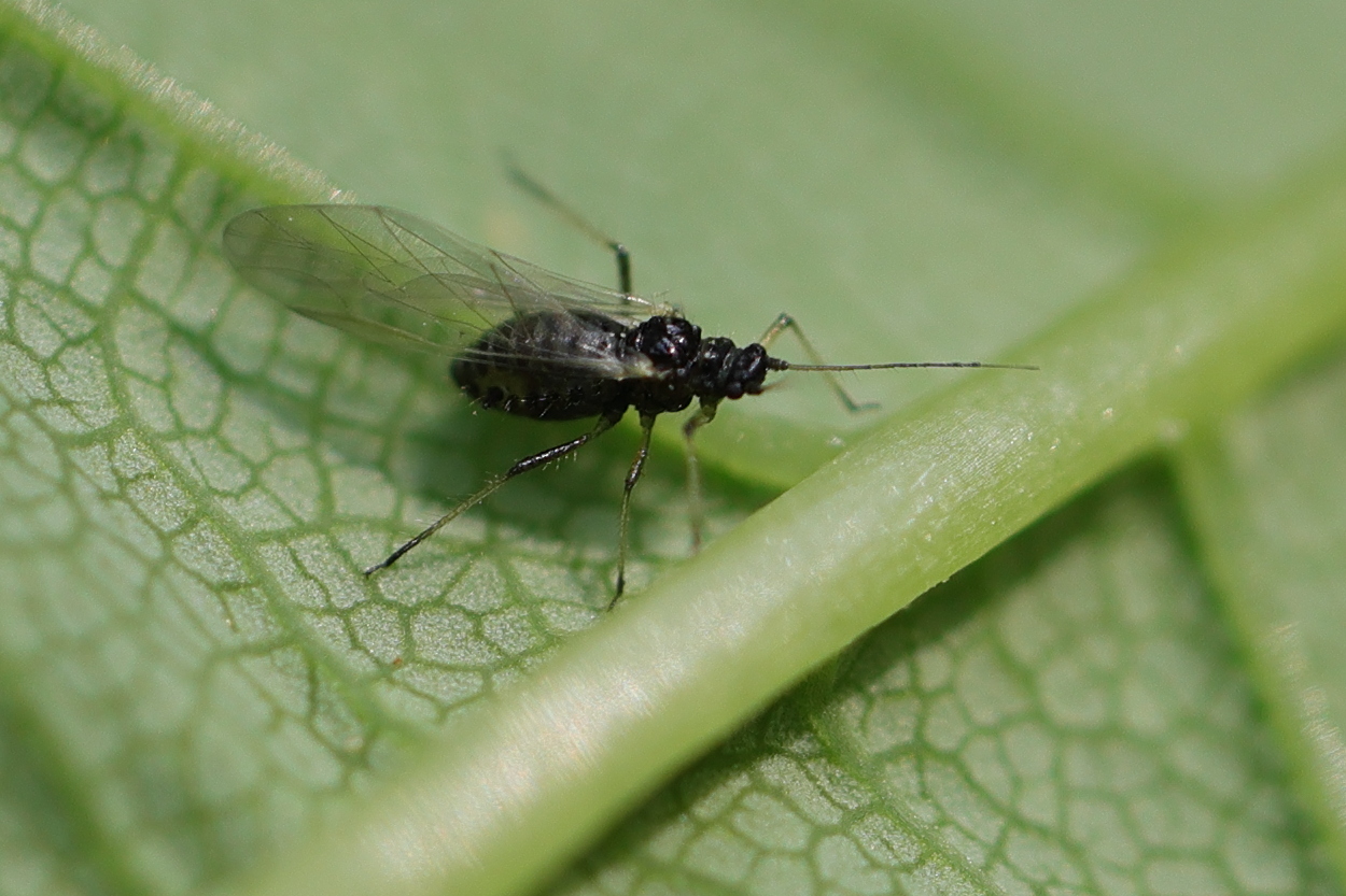 periphyllus_testudinaceus1md