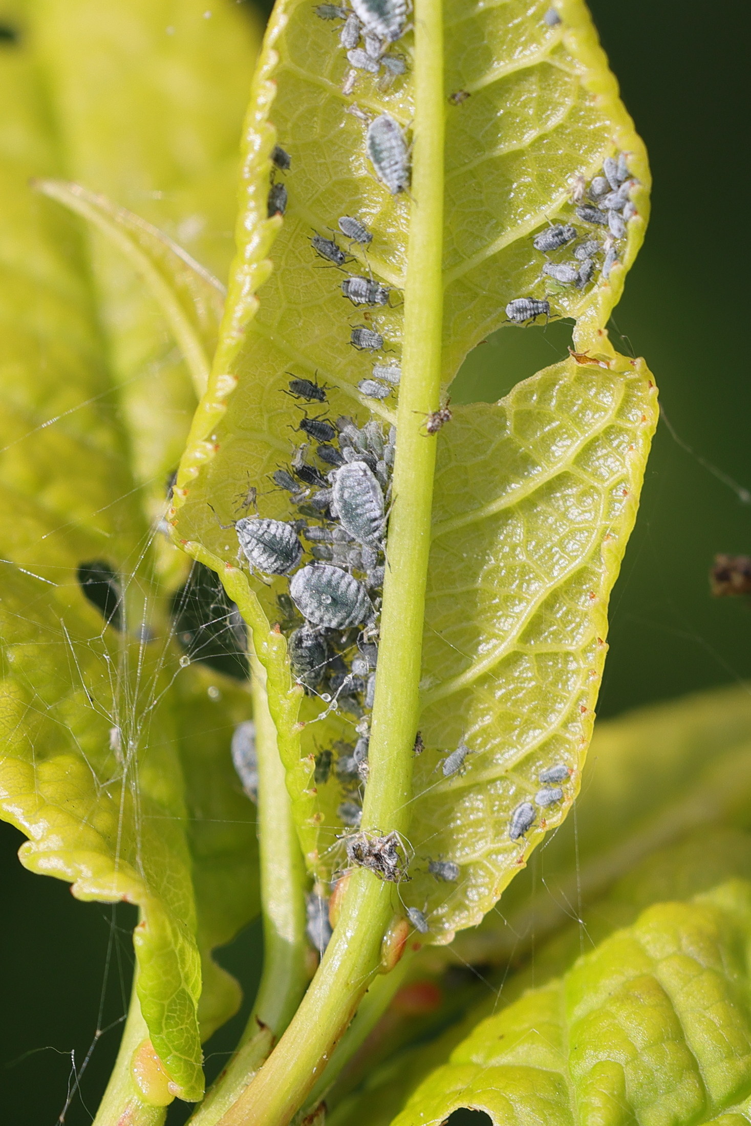 rhopalosiphum_padi1md