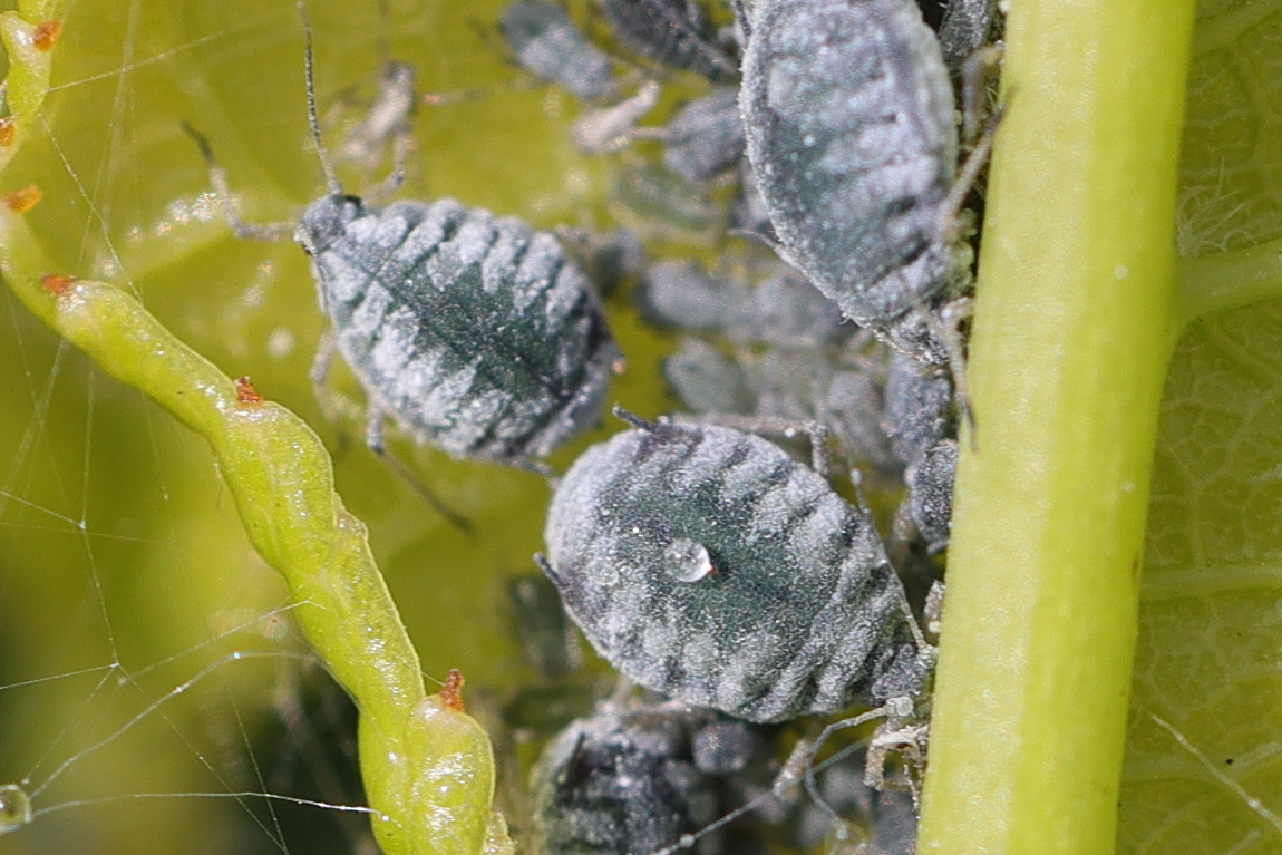 rhopalosiphum_padi2amd