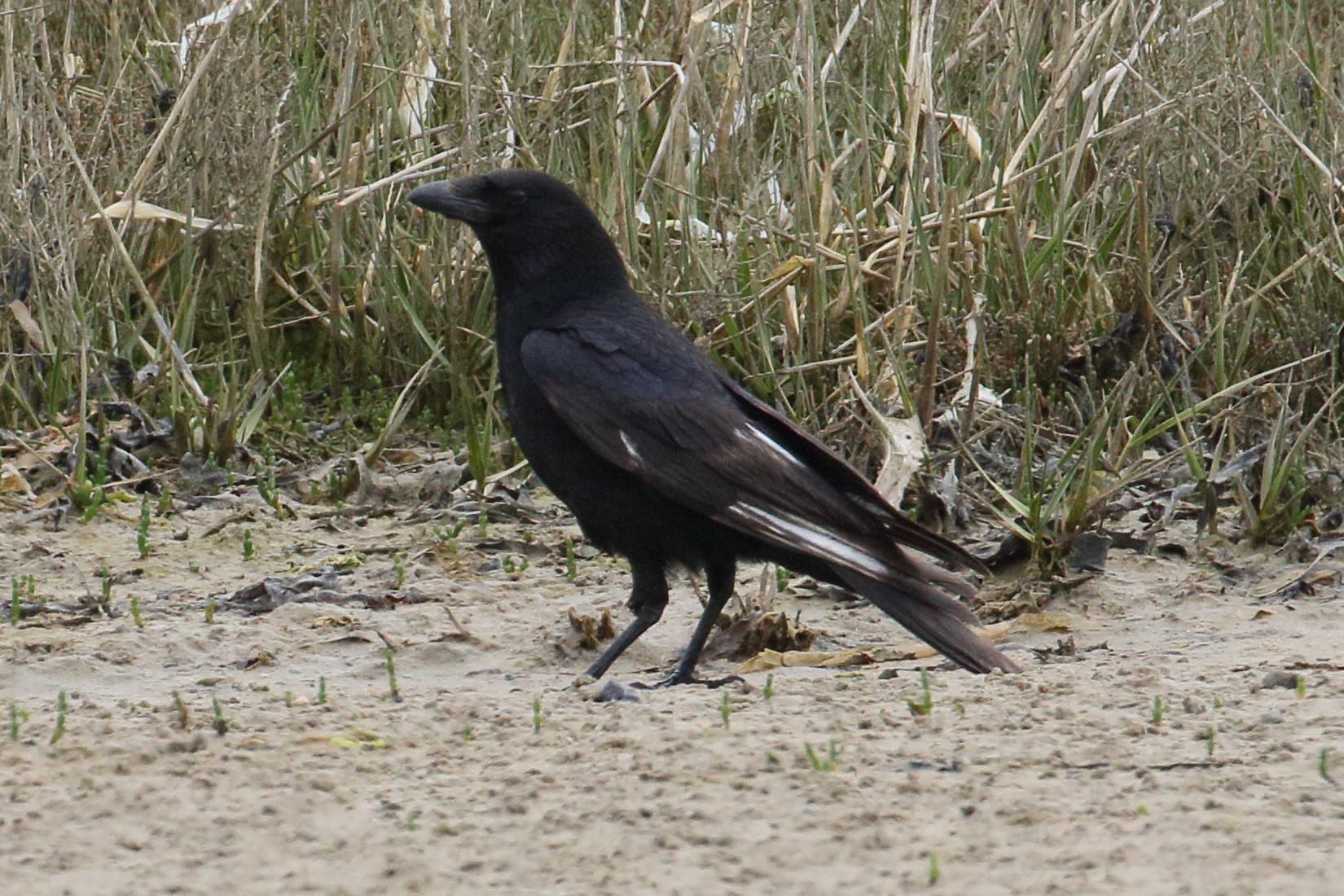 corneille_noire_-_corvus_corone6bd