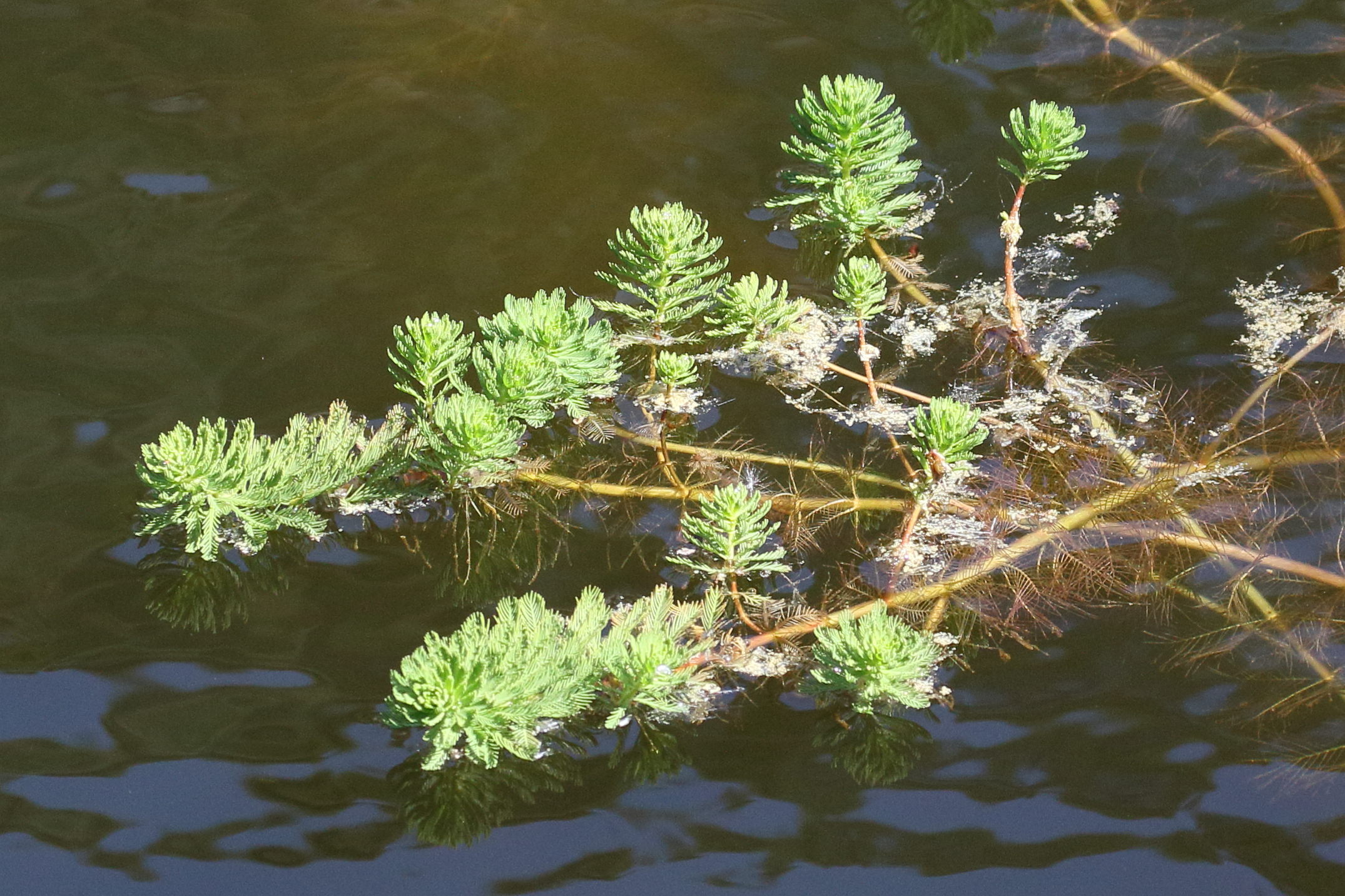 myriophyllum_aquaticum4bd