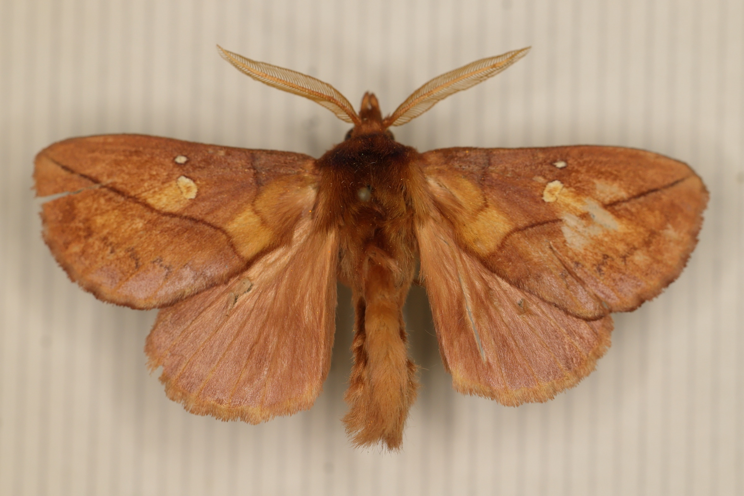 euthrix_potatoria3md