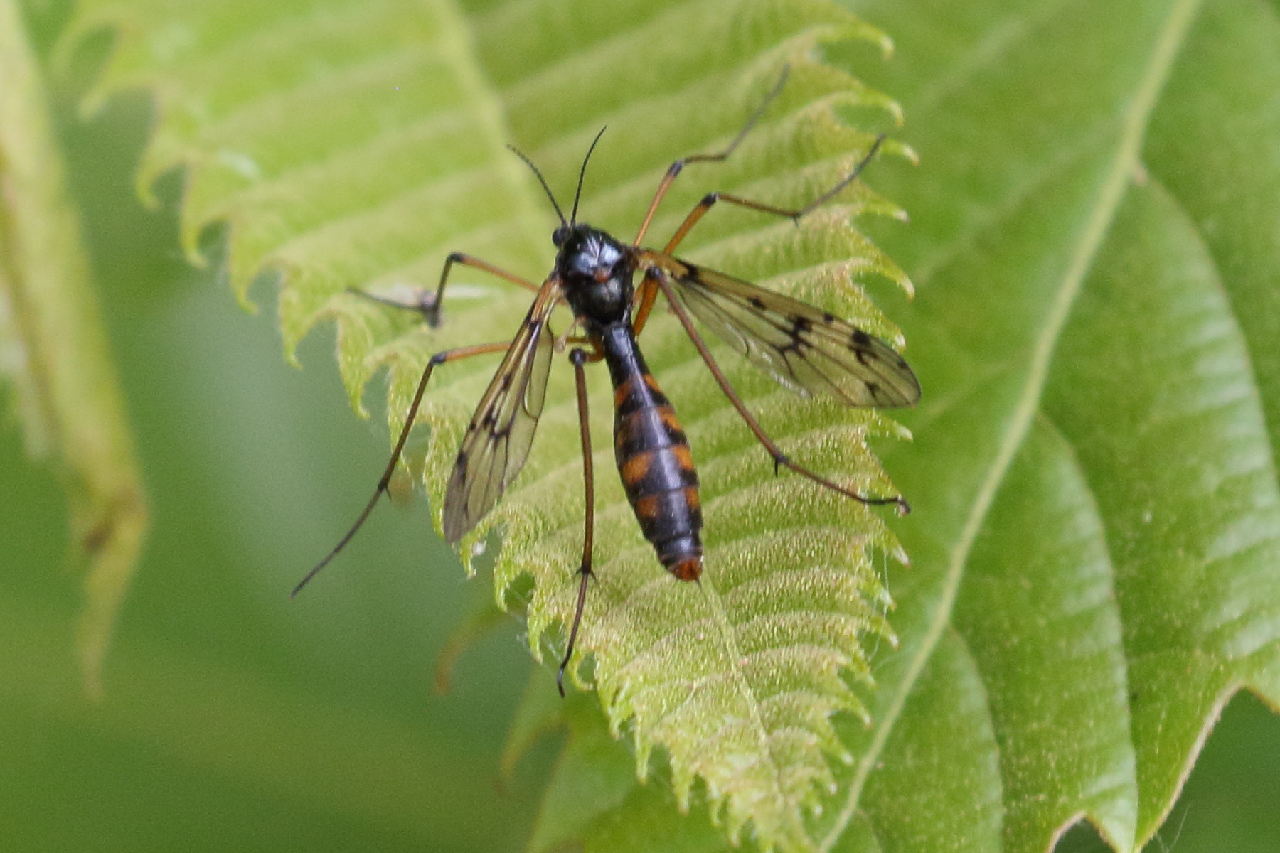 Afficher le média ptychoptera_contaminata5bd ptychoptera_contaminata5bd
