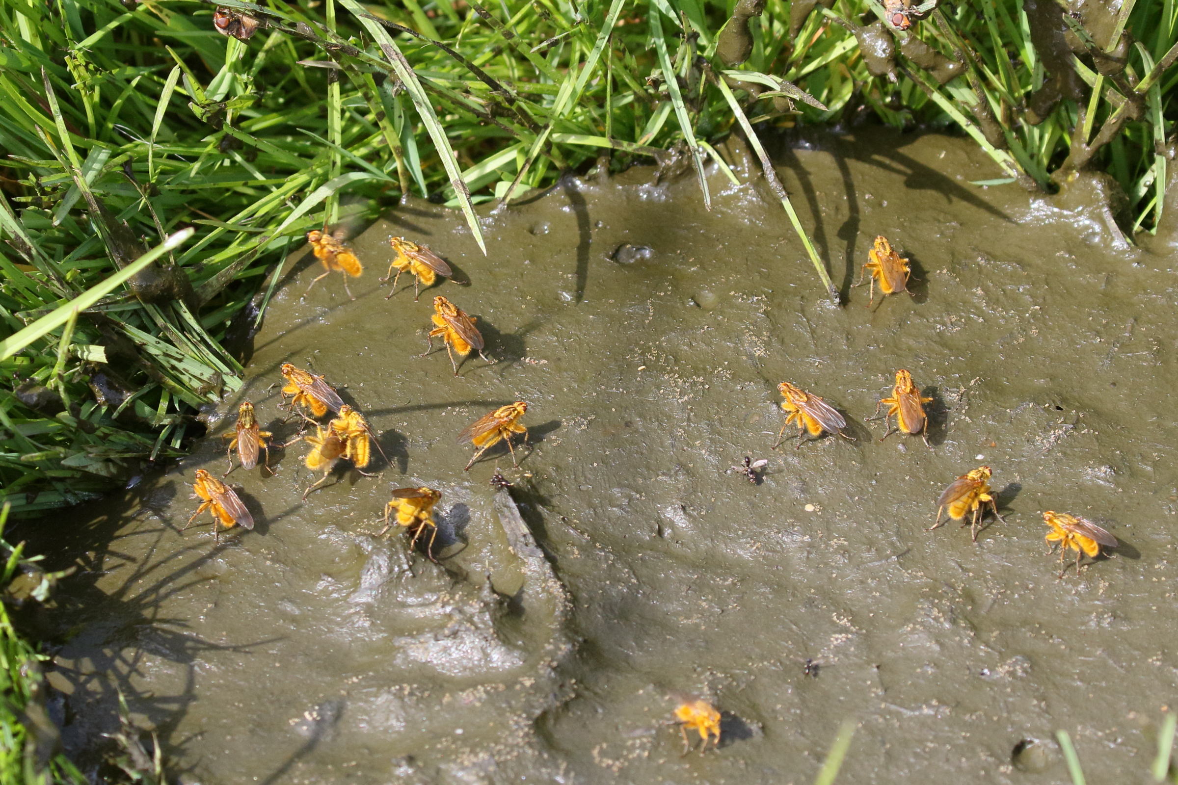 scatophaga_stercoraria2bd