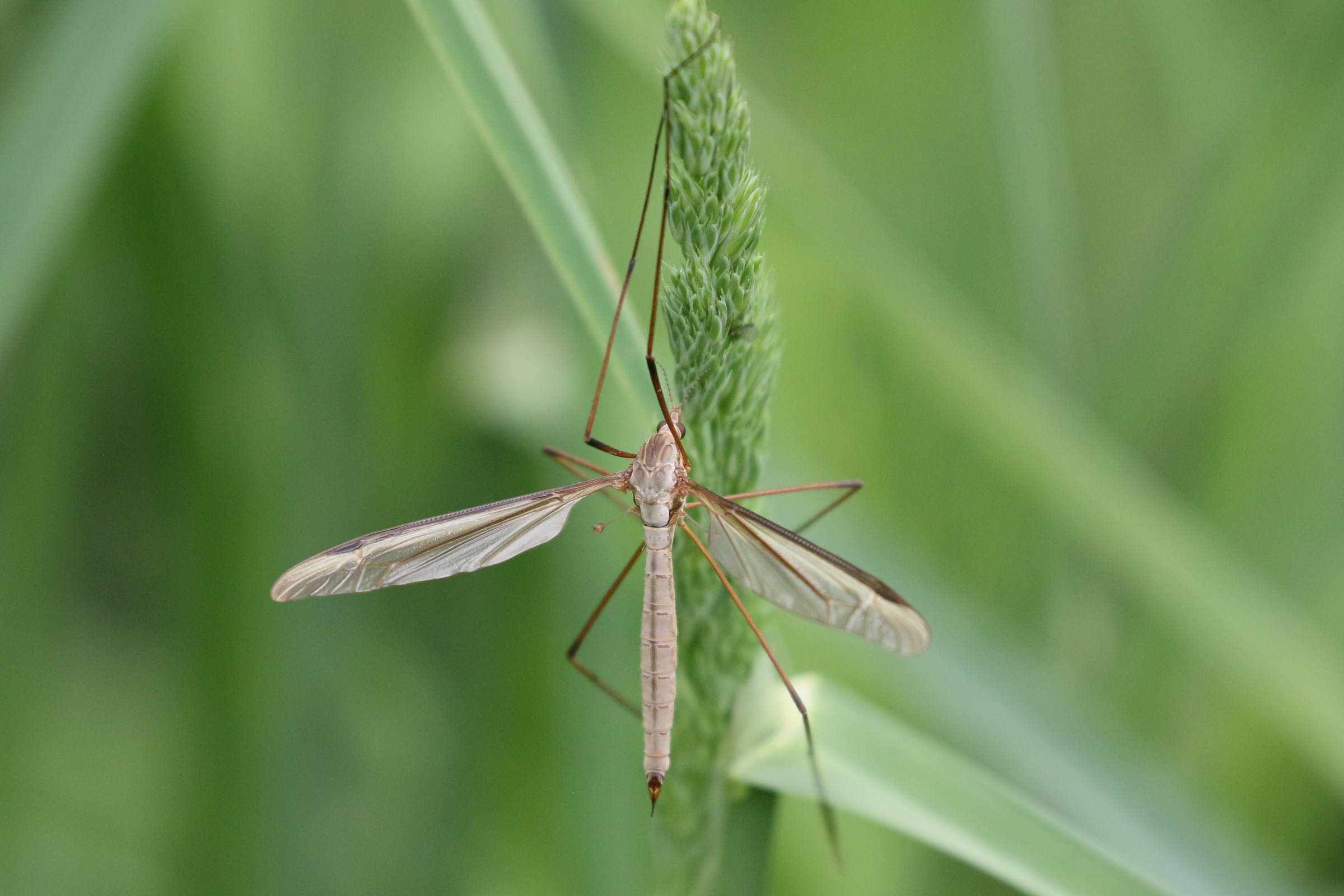 tipula_oleracea6bd
