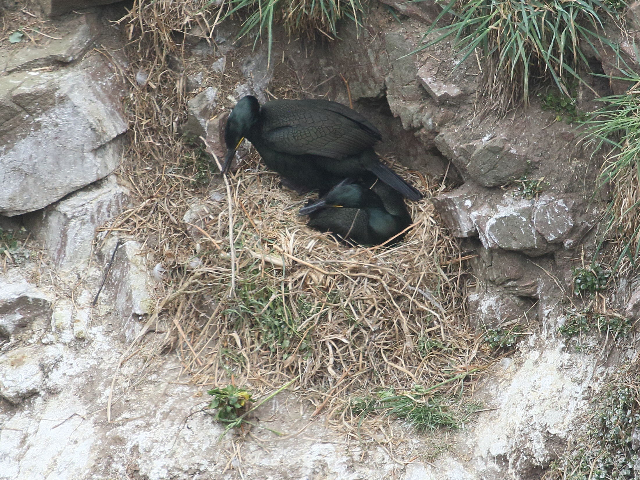 Afficher le média cormoran_huppe_-_phalacrocorax_aristotelis4bd cormoran_huppe_-_phalacrocorax_aristotelis4bd