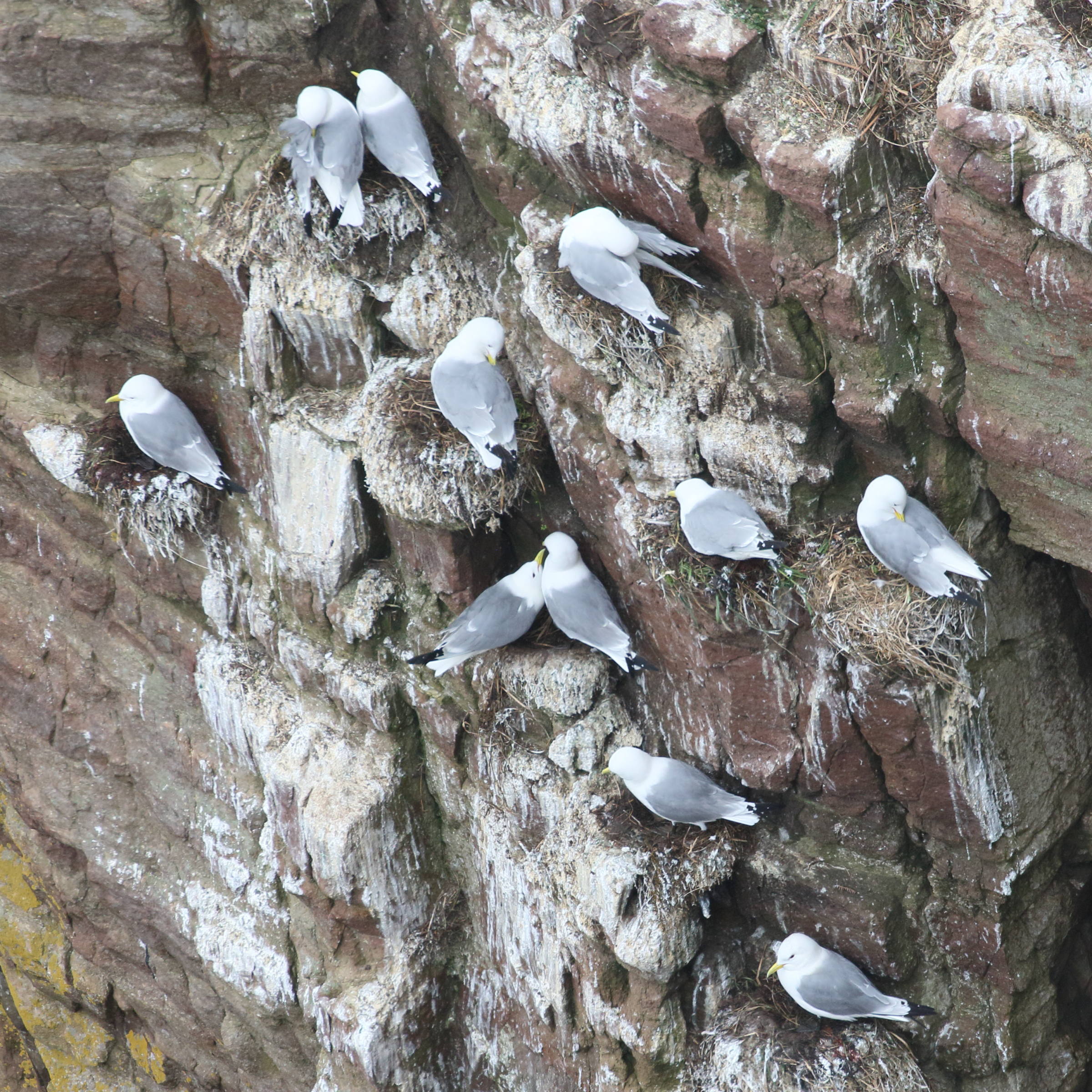 mouette_tridactyle_-_rissa_tridactyla8bd