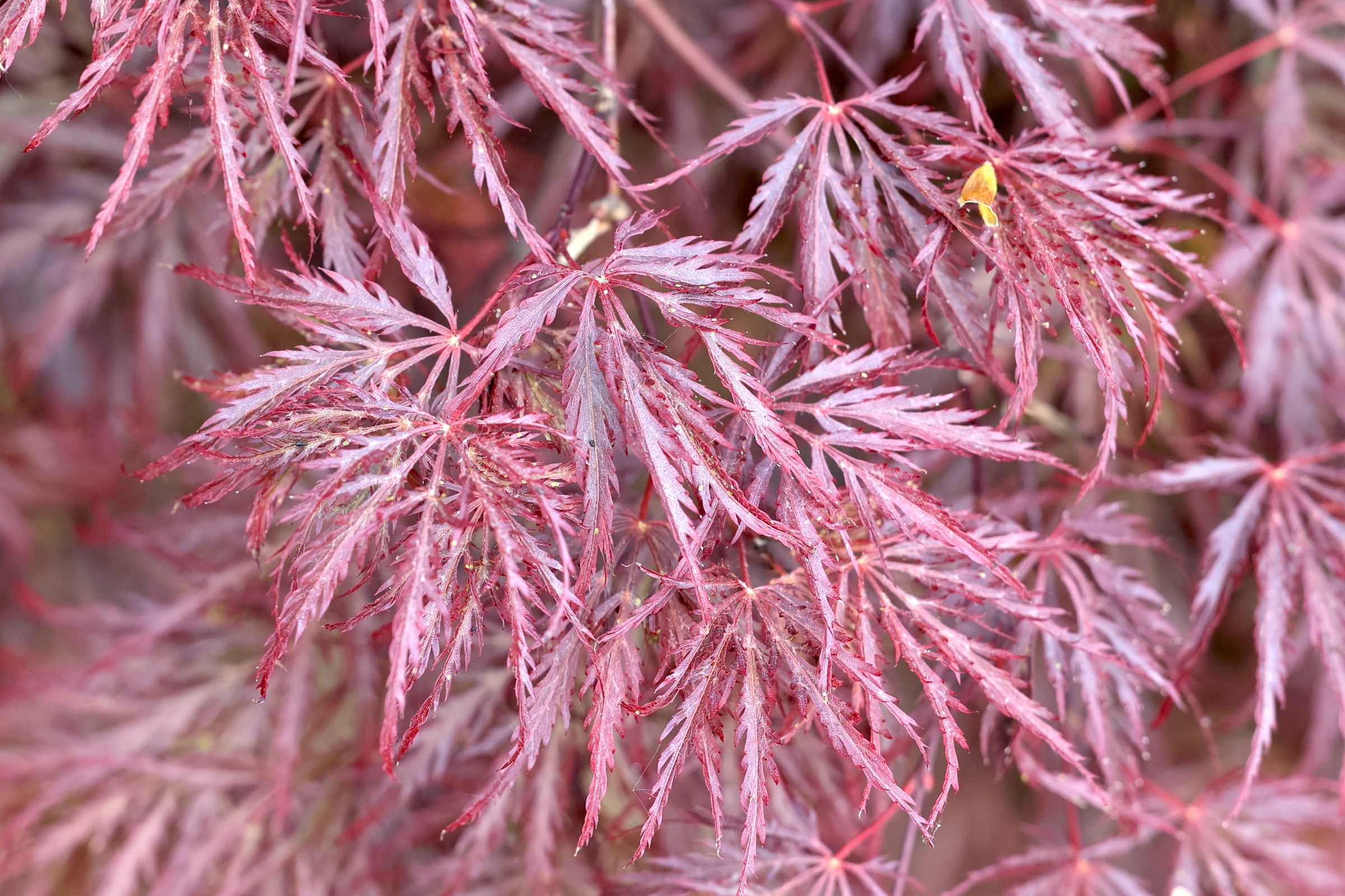 Afficher le média acer_palmatum_atropurpureum4md acer_palmatum_atropurpureum4md