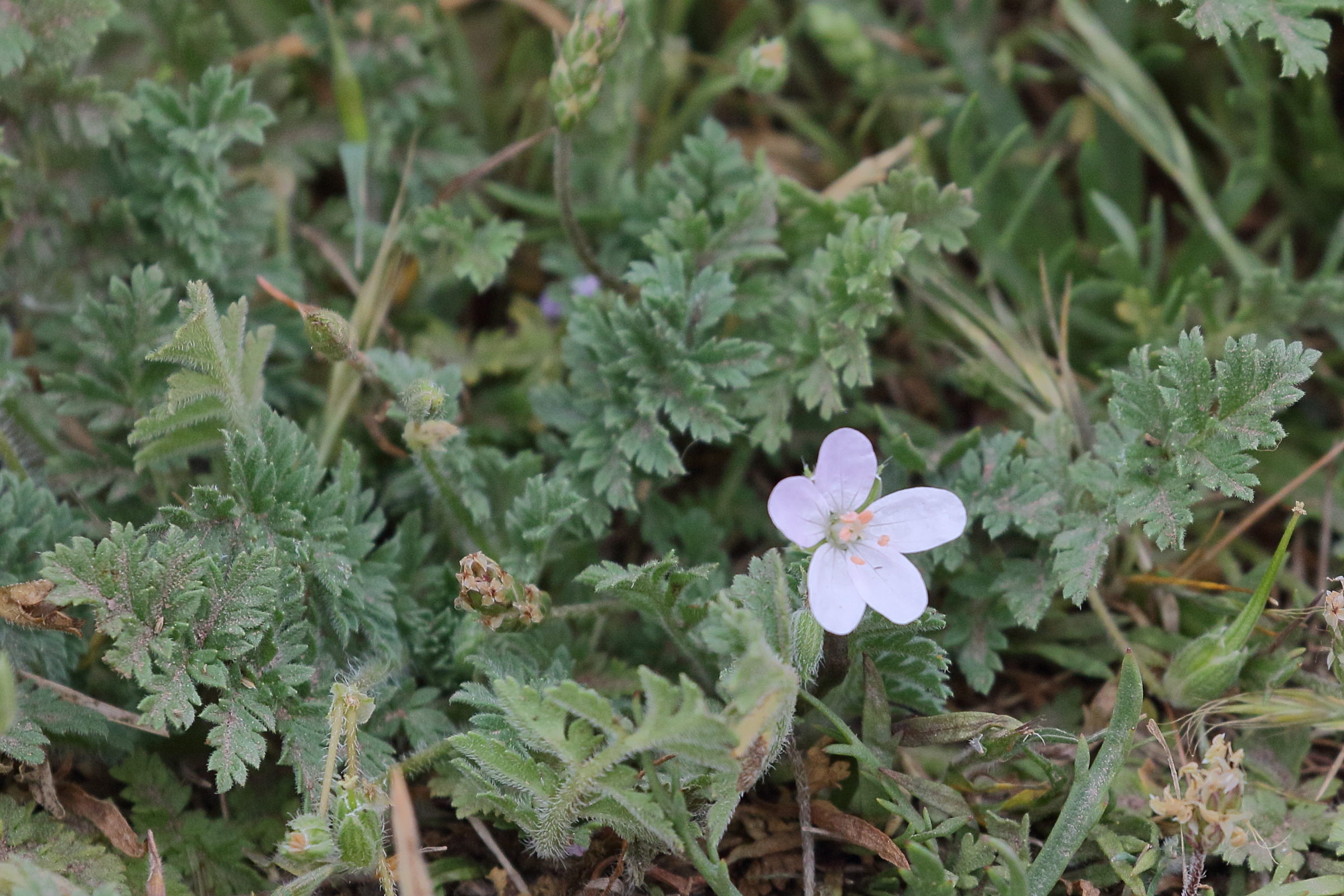 erodium_cicutarium4bd