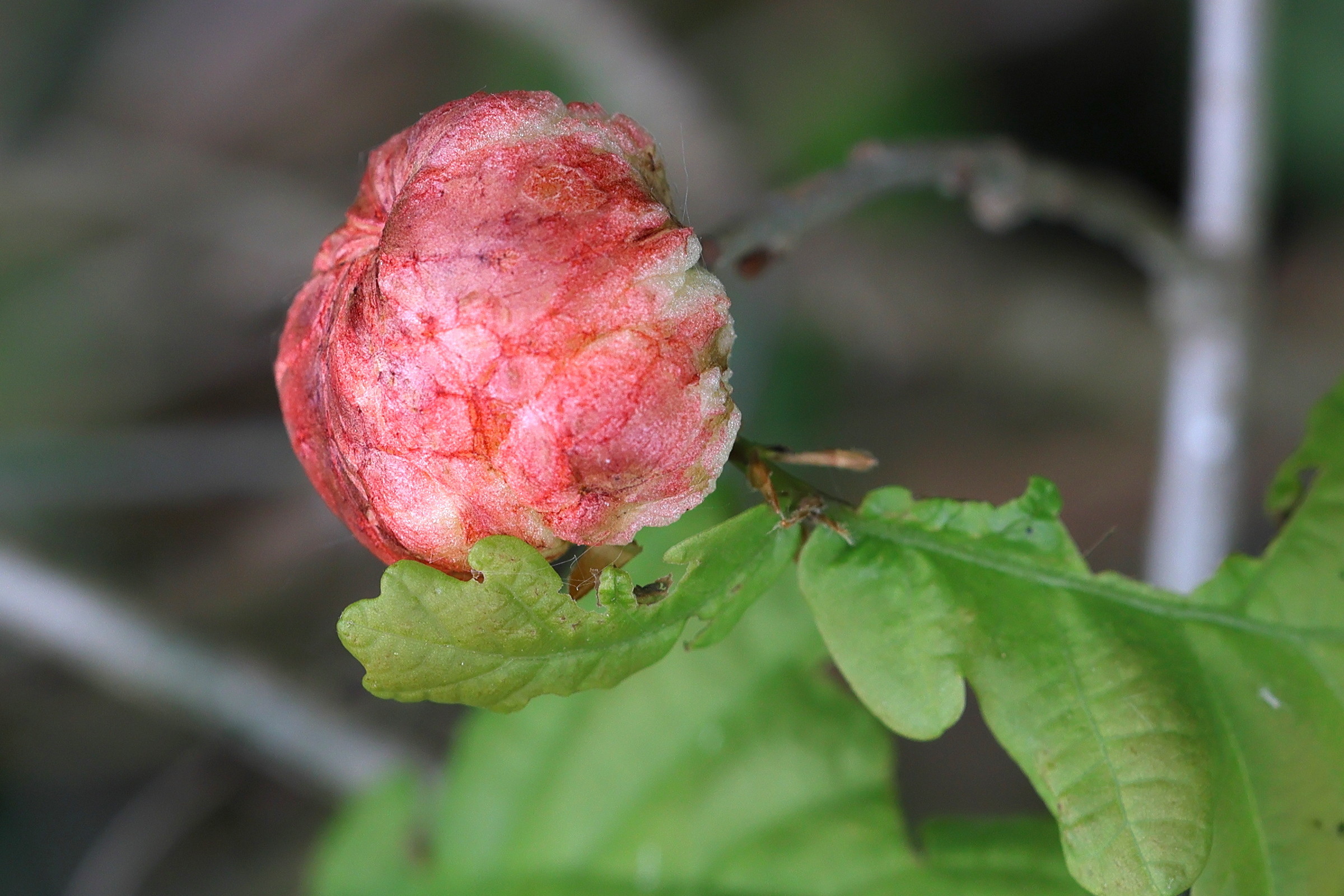 biorhiza_pallida_galle6md