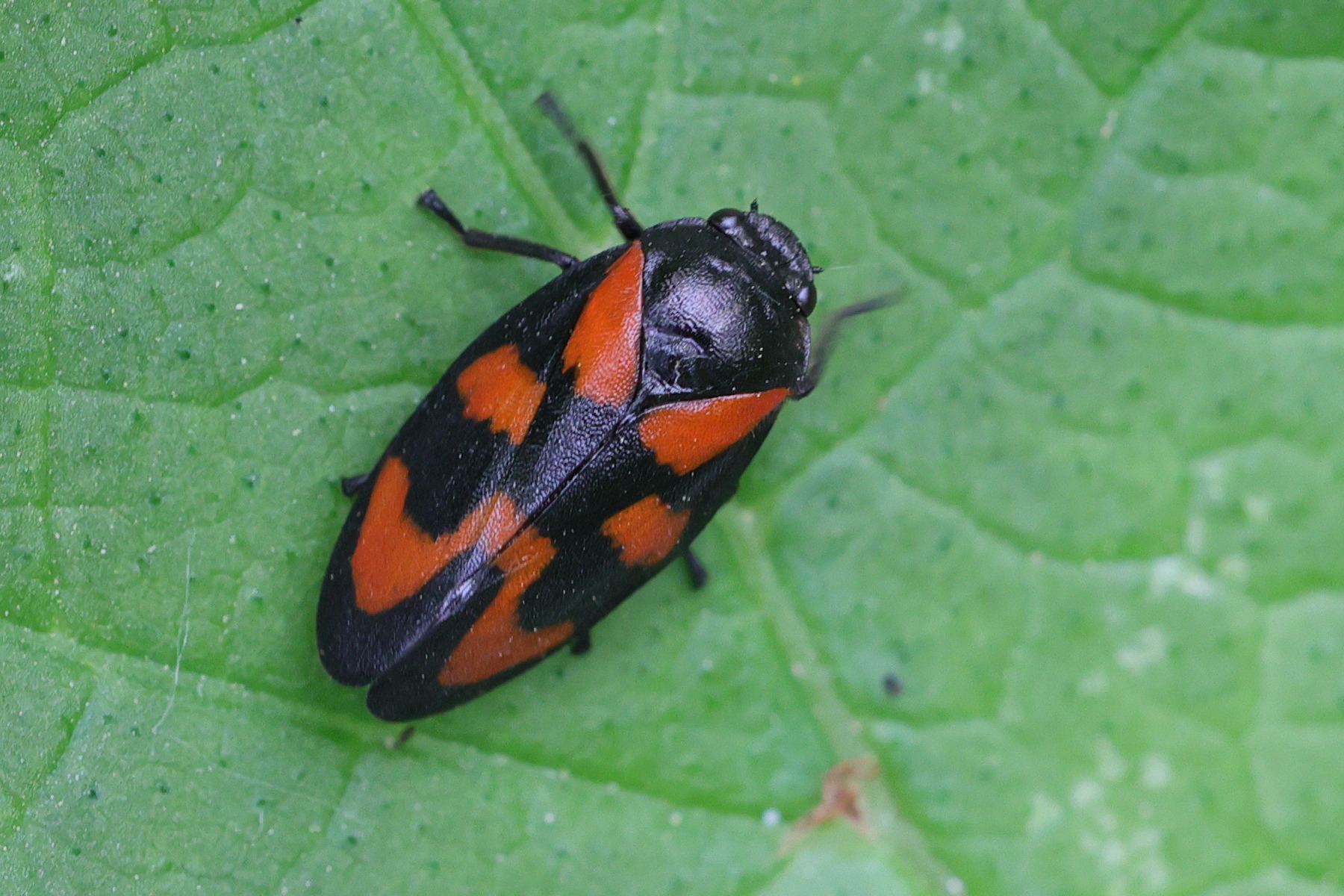 cercopis_vulnerata1md