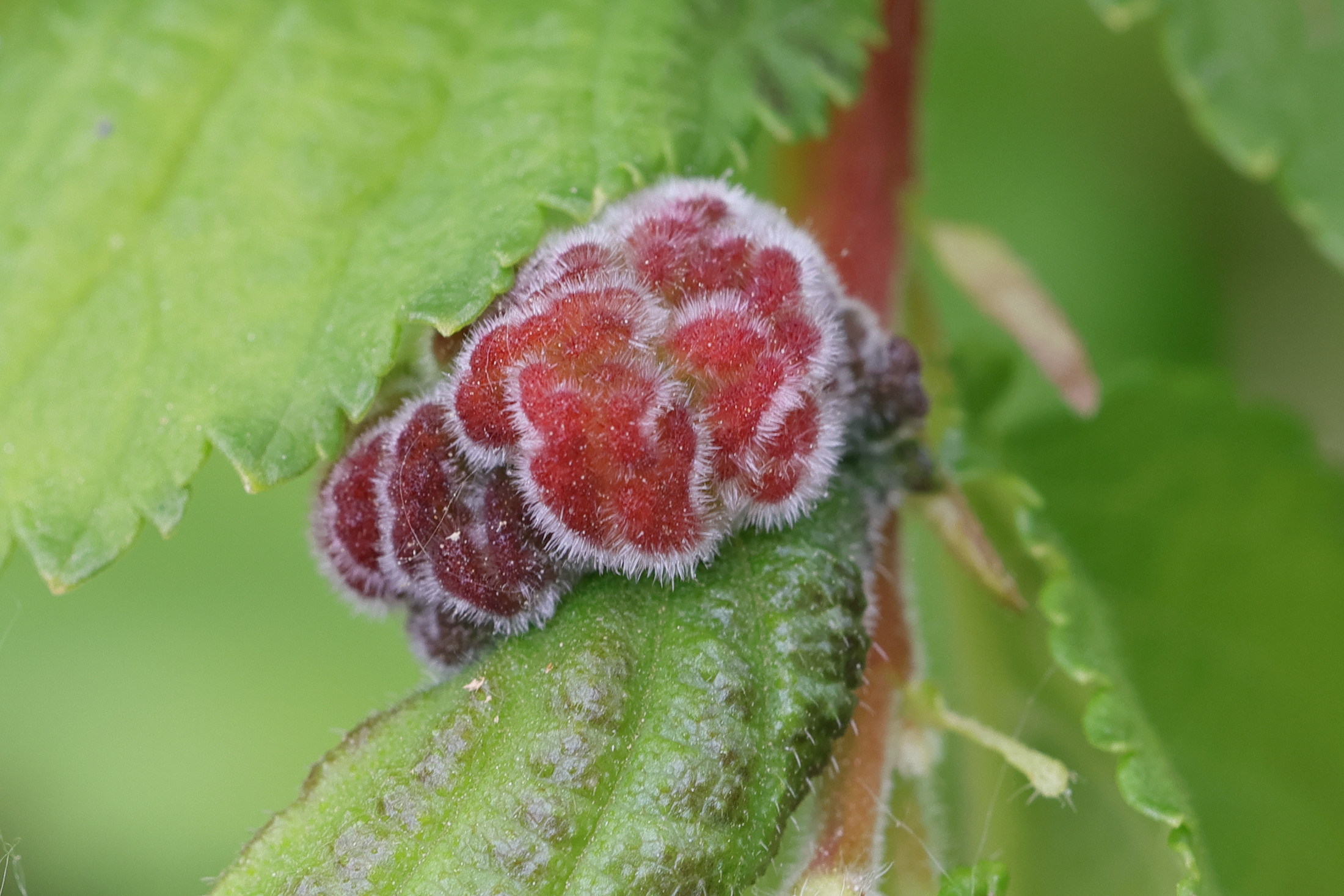 eriosoma_lanuginosum_galle5md