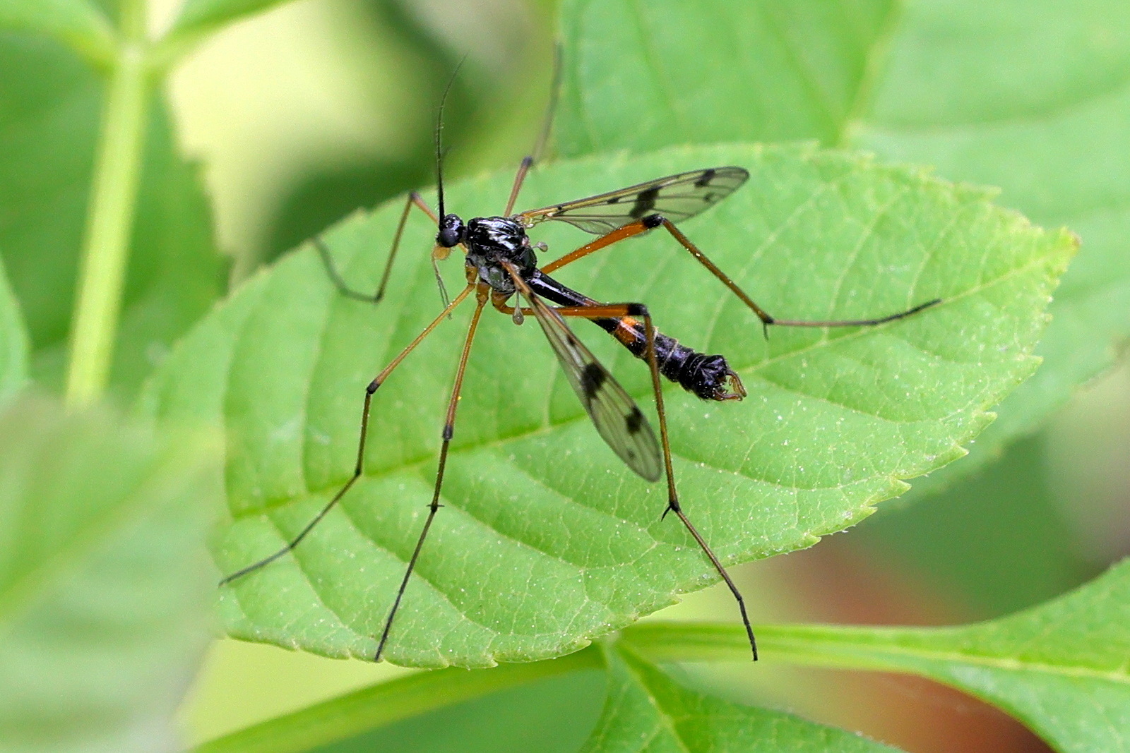 Afficher le média ptychoptera_contaminata6md ptychoptera_contaminata6md