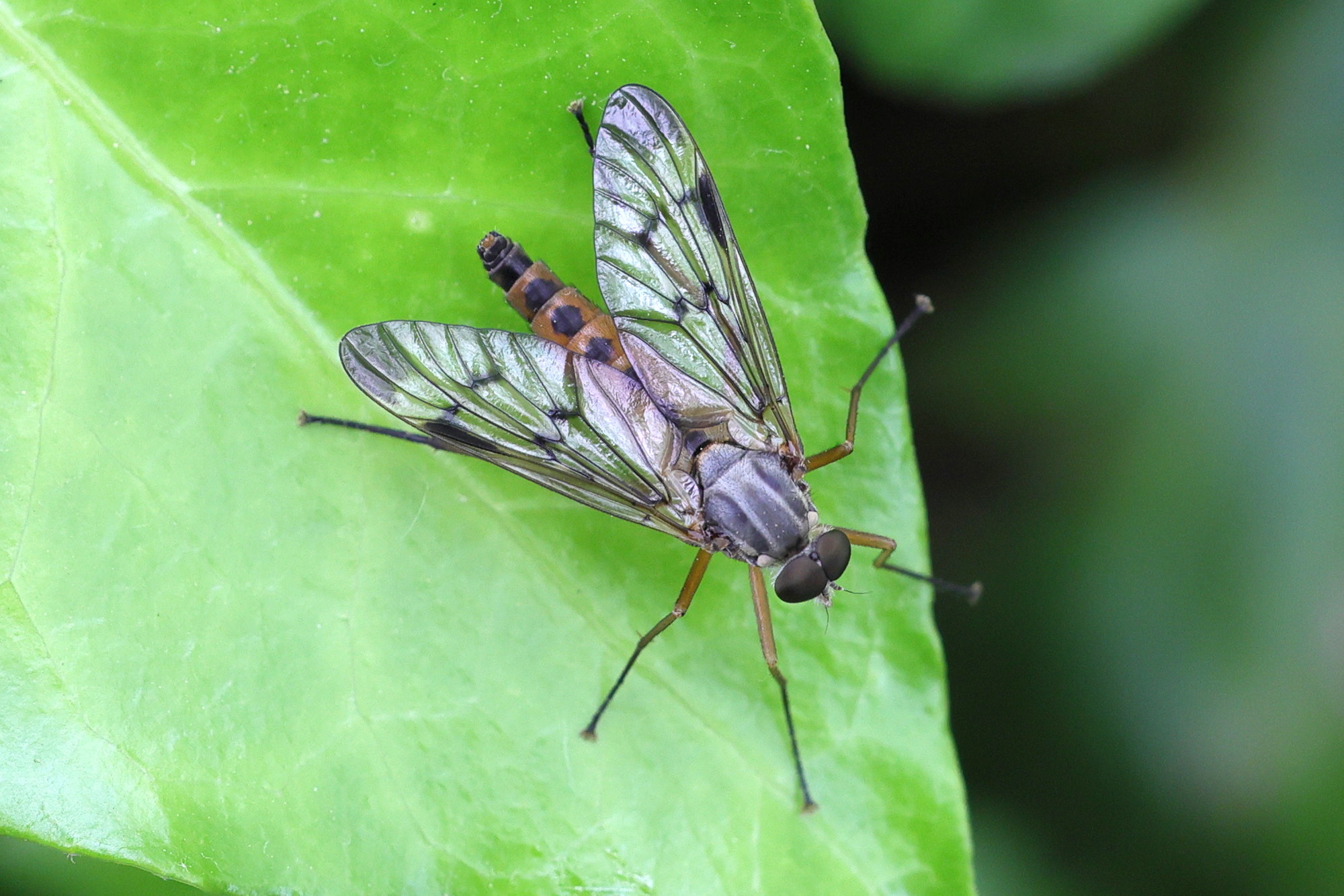 rhagio_scolopaceus2md