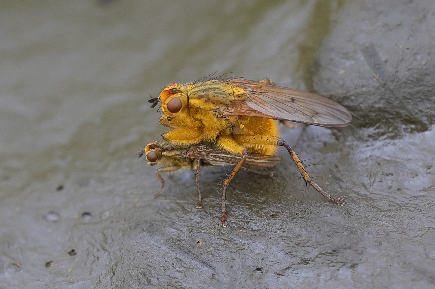 scatophaga_stercoraria1md