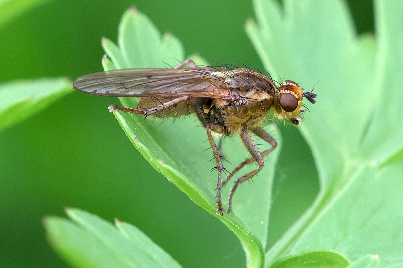 scatophaga_stercoraria4md