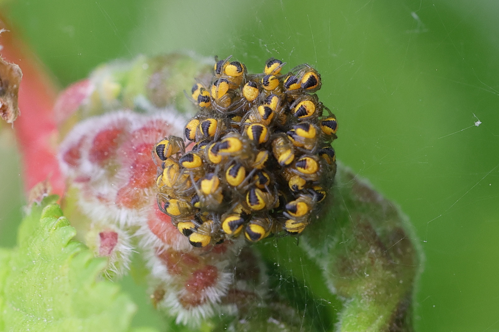 araneus_diadematus8md