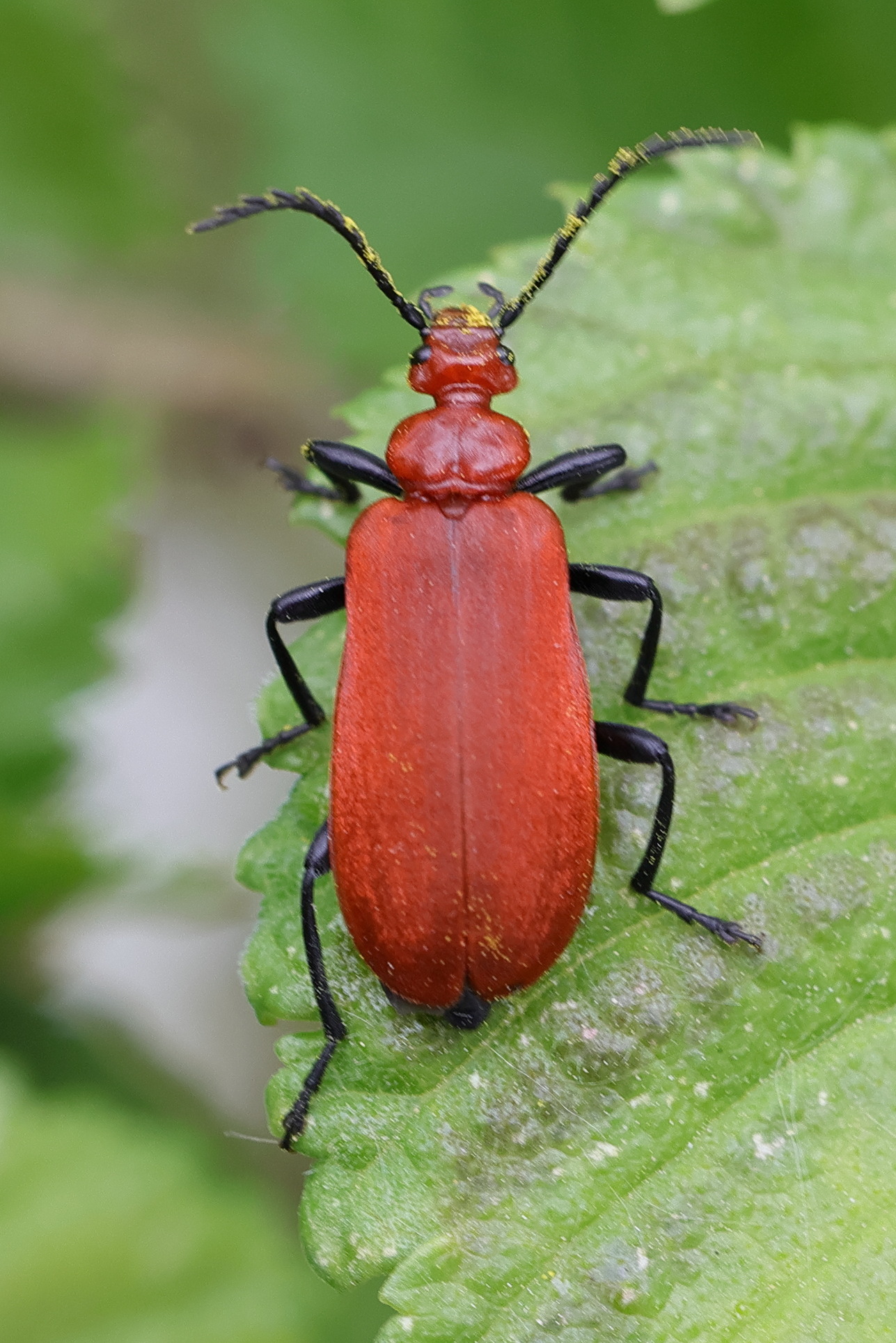 pyrochroa_serraticornis1md